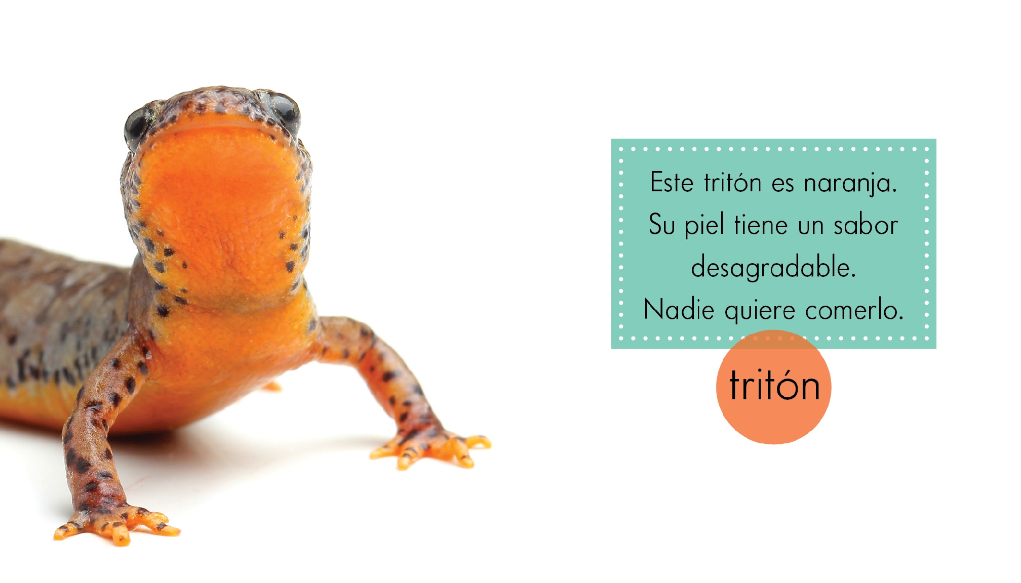 Animales anaranjados