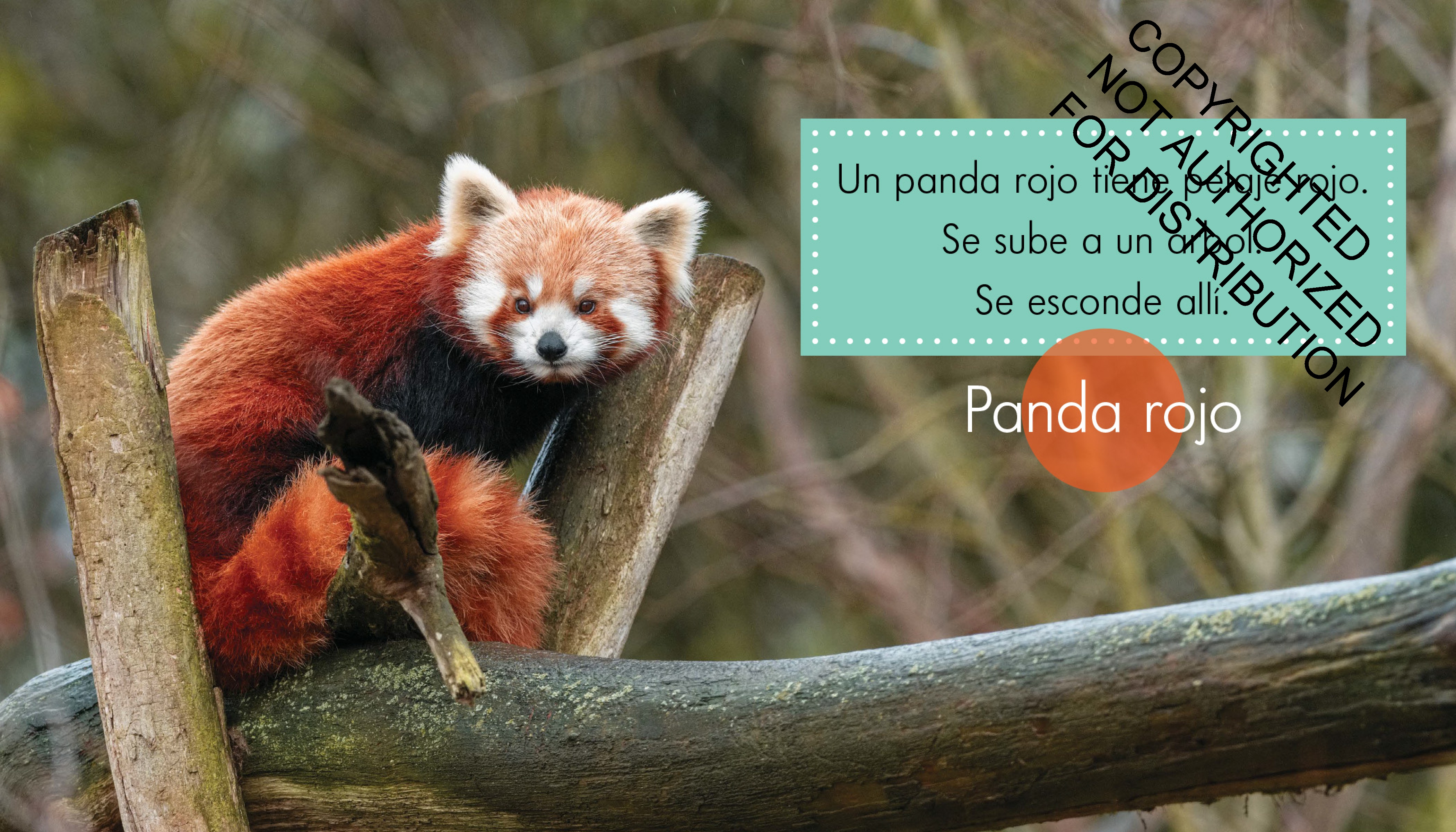 Animales rojos