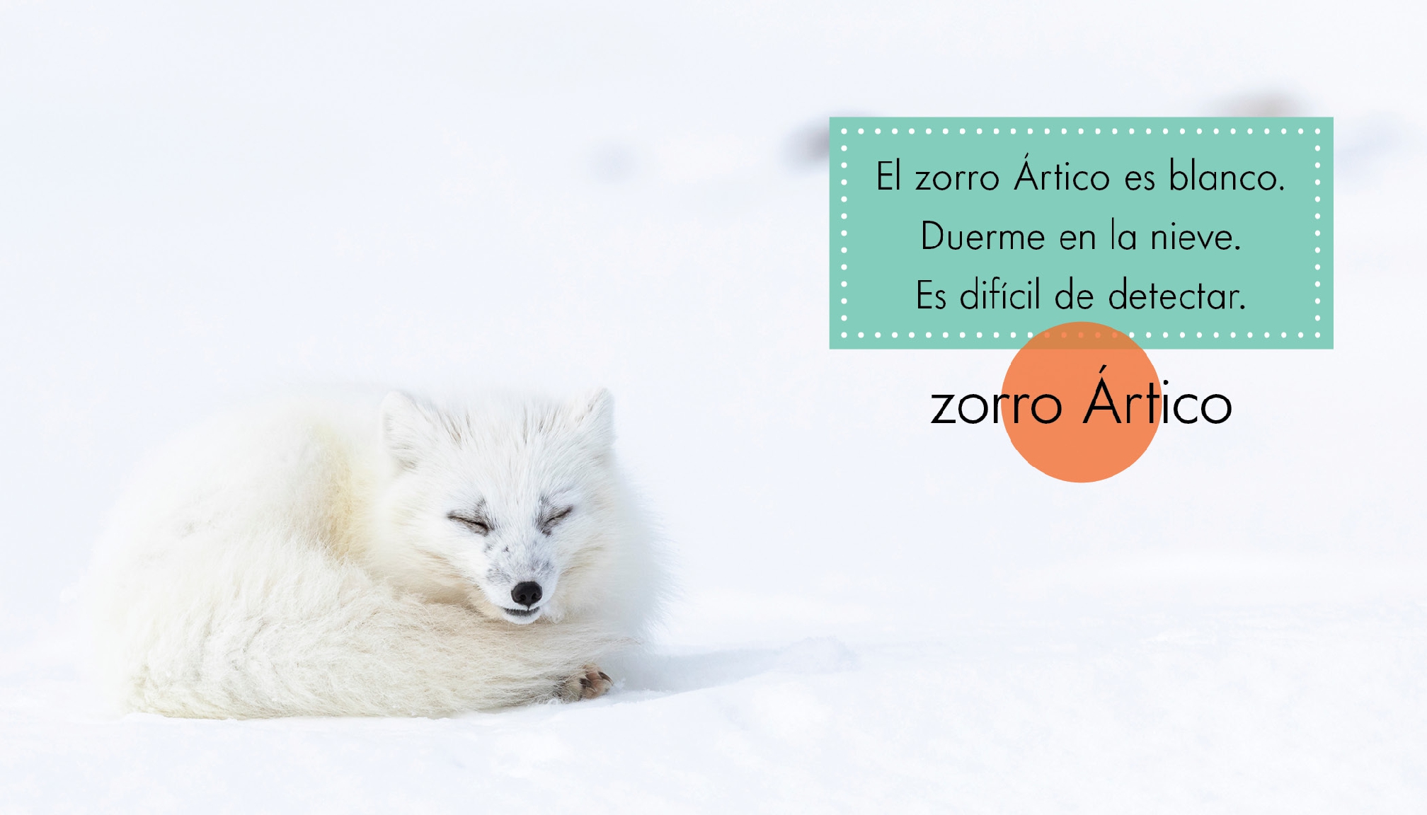 Animales blancos