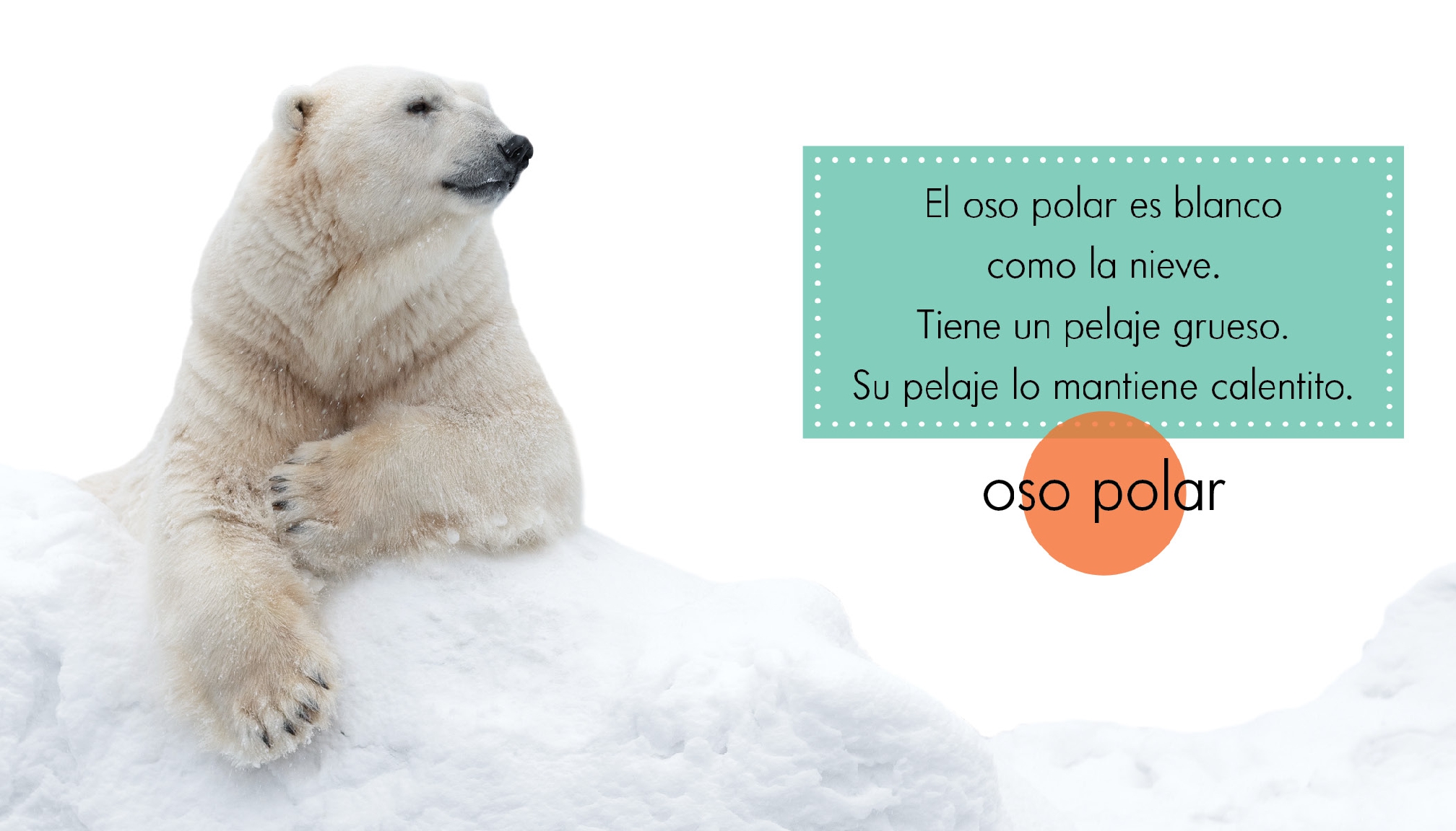 Animales blancos
