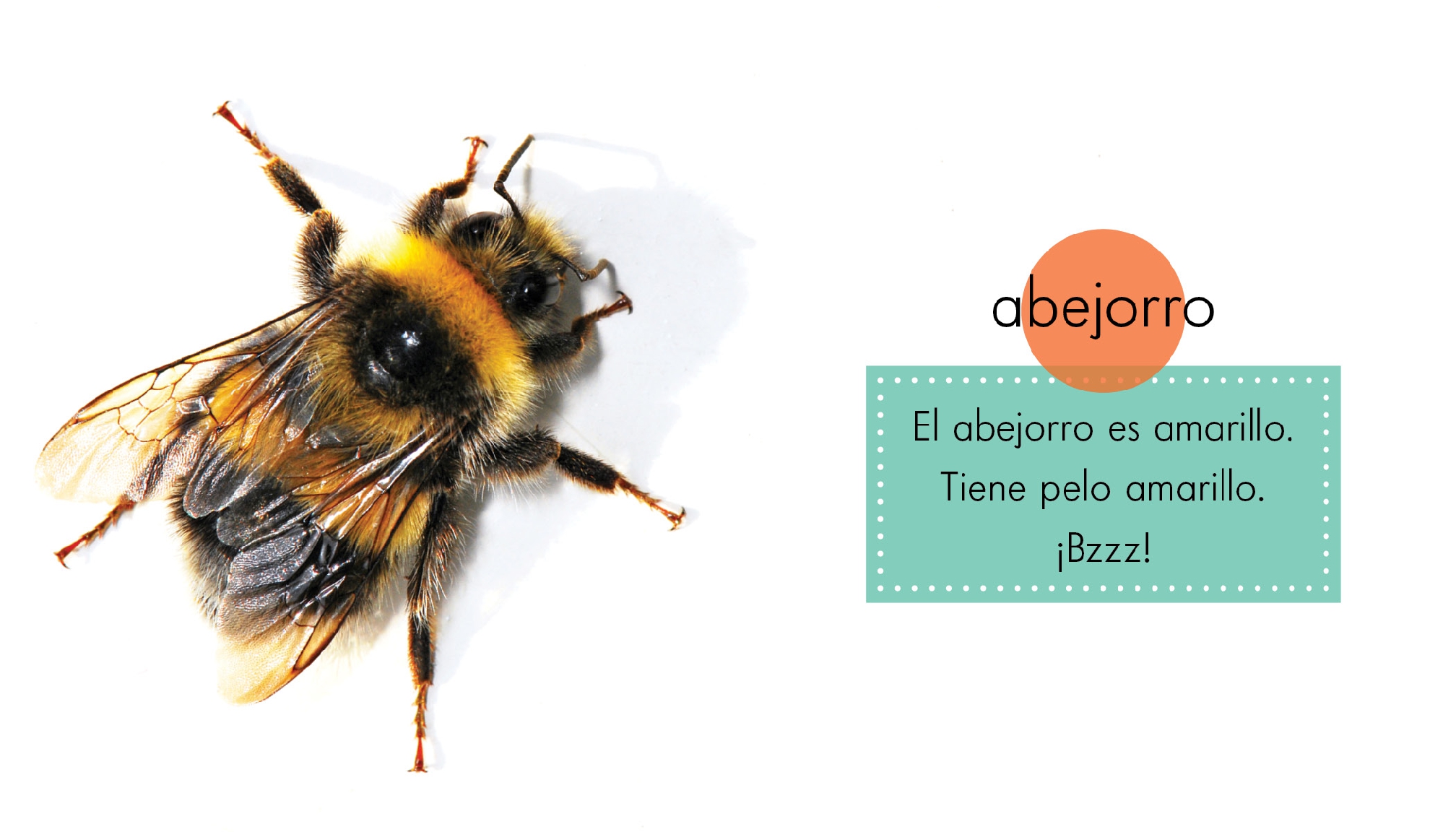 Animales amarillos