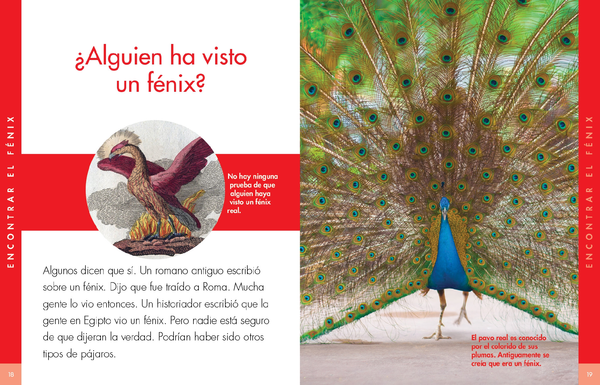 Curiosidad por el fénix