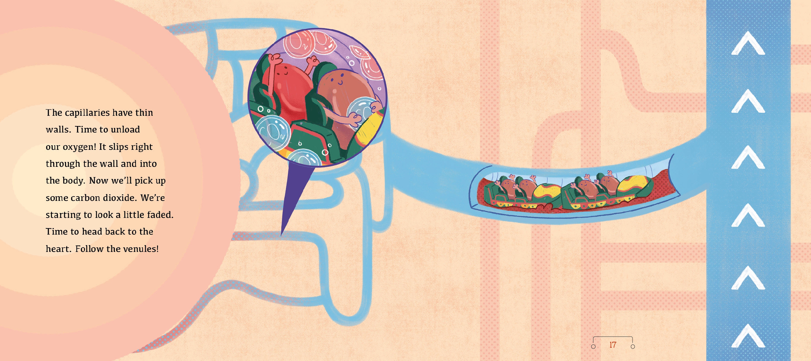 A Tour of the Circulatory System