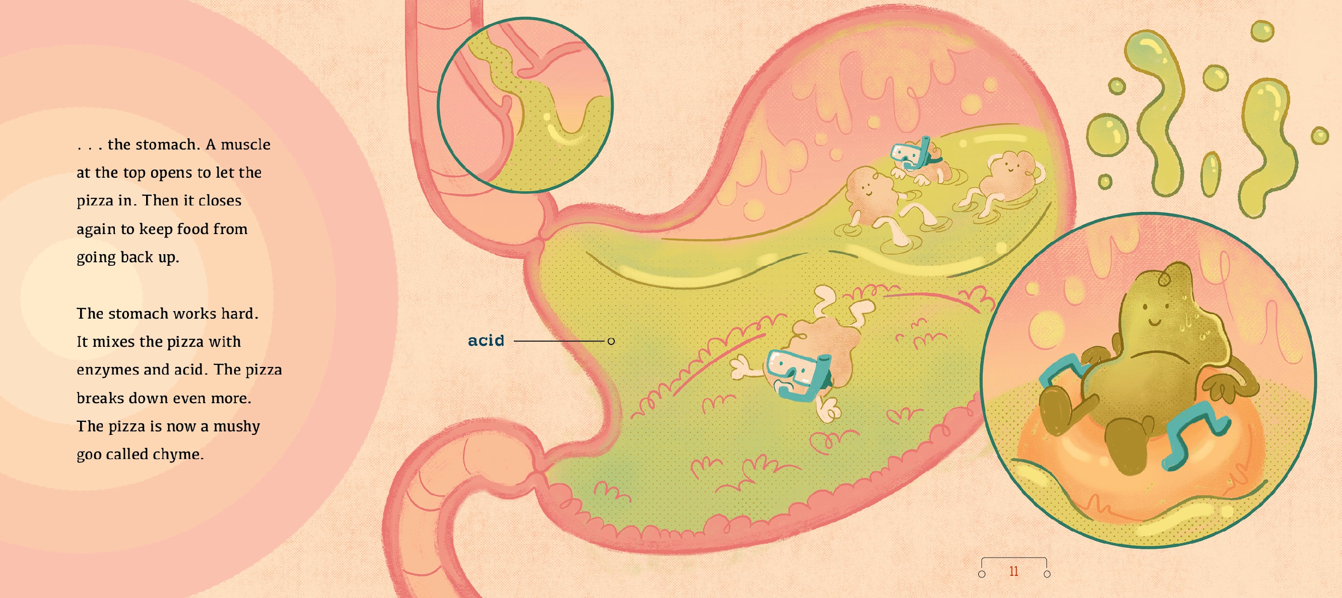 A Tour of the Digestive System