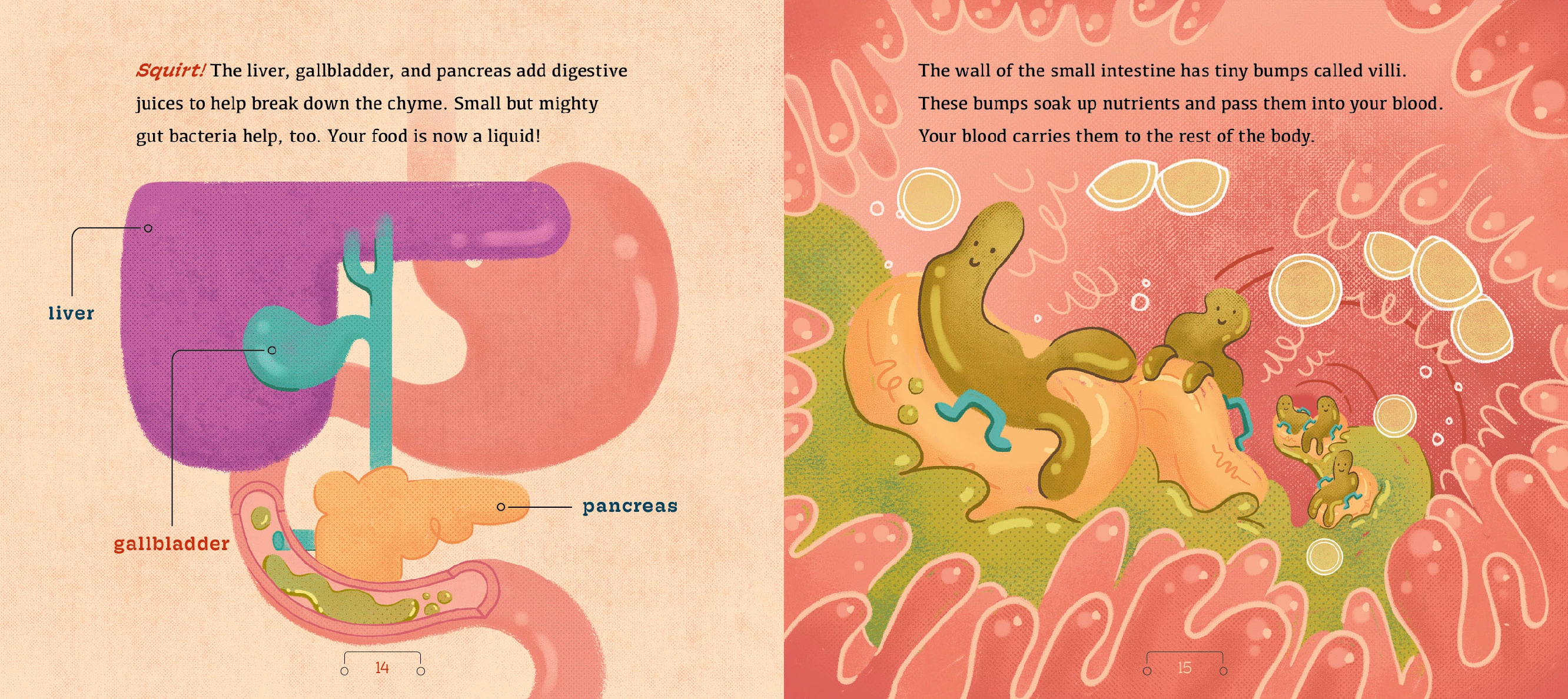 A Tour of the Digestive System