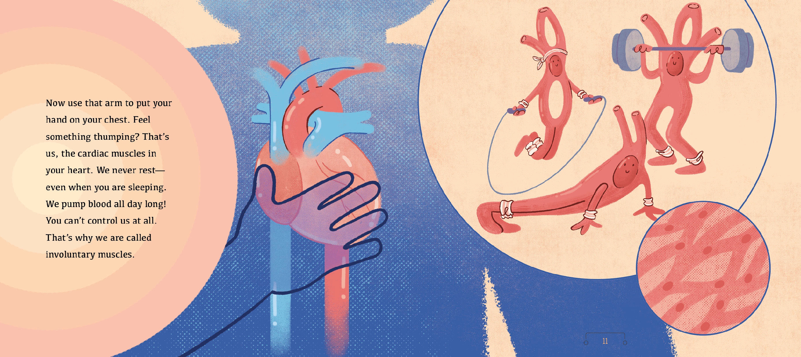 A Tour of the Muscular System