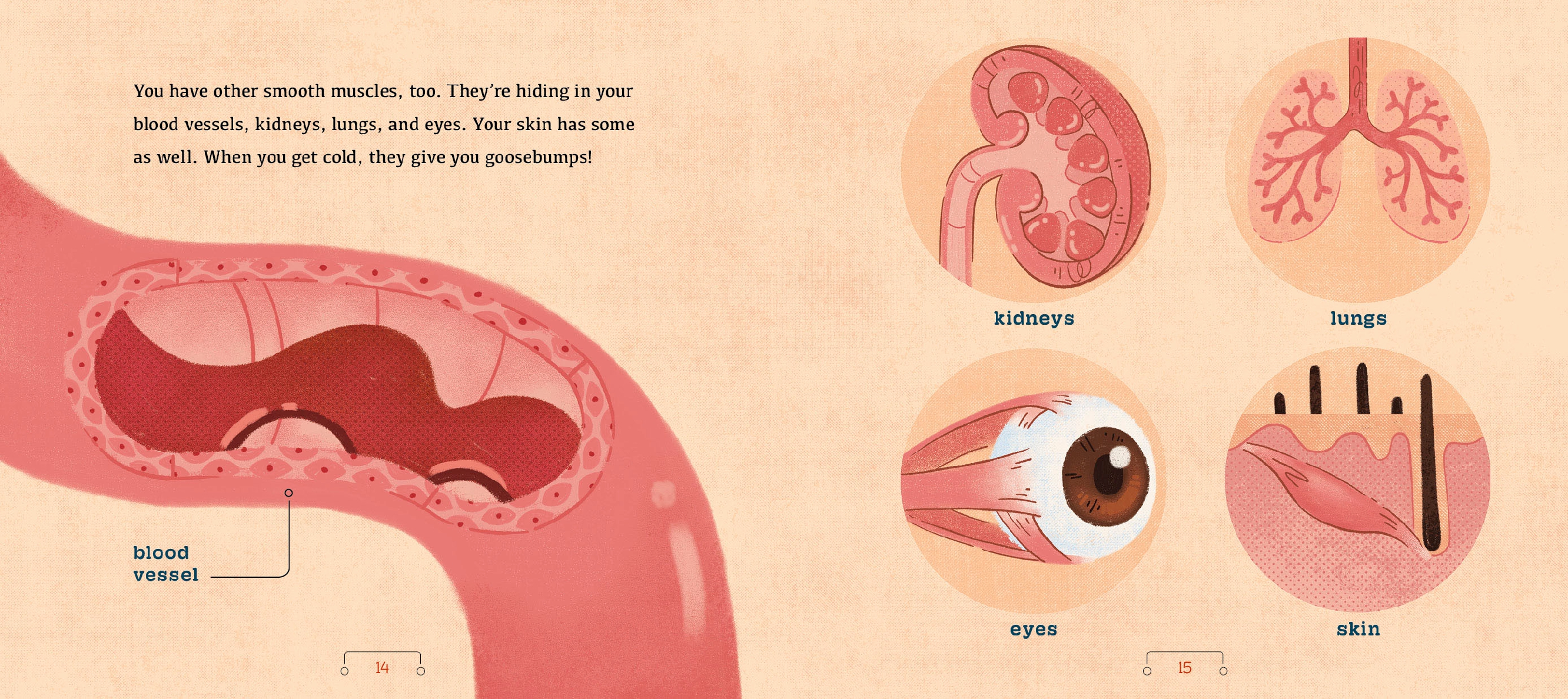 A Tour of the Muscular System