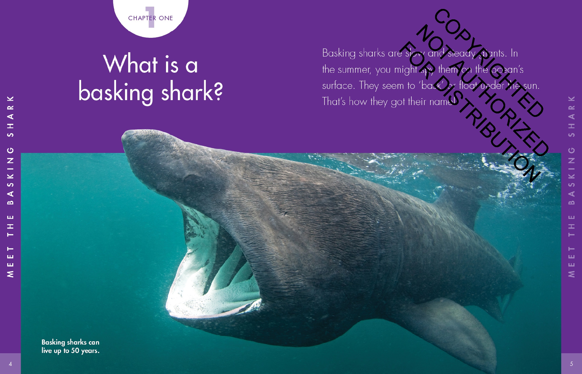 Curious about Basking Sharks