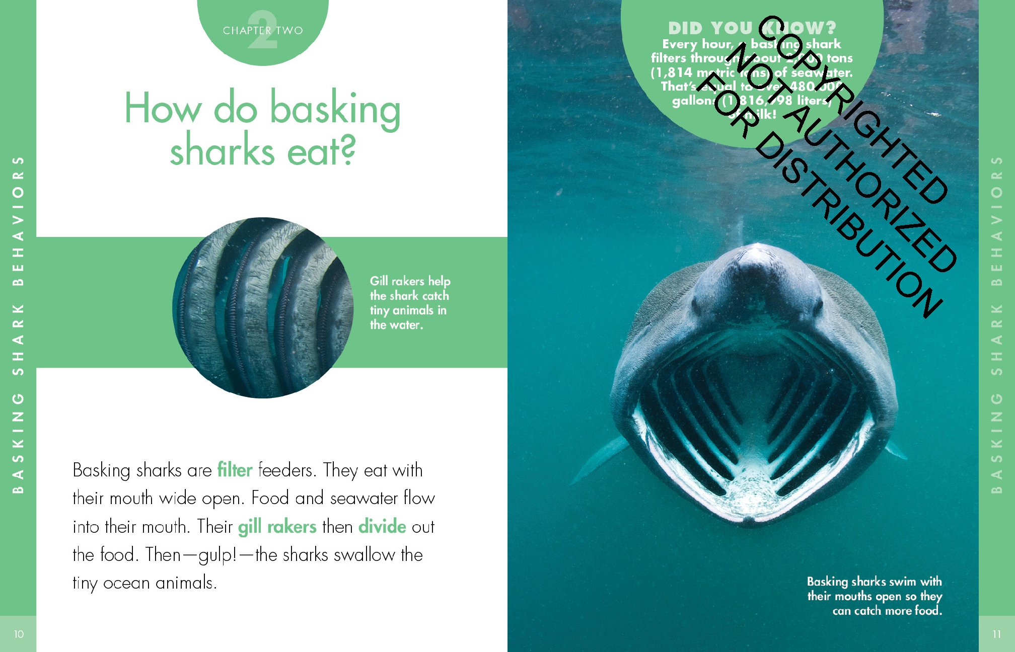 Curious about Basking Sharks