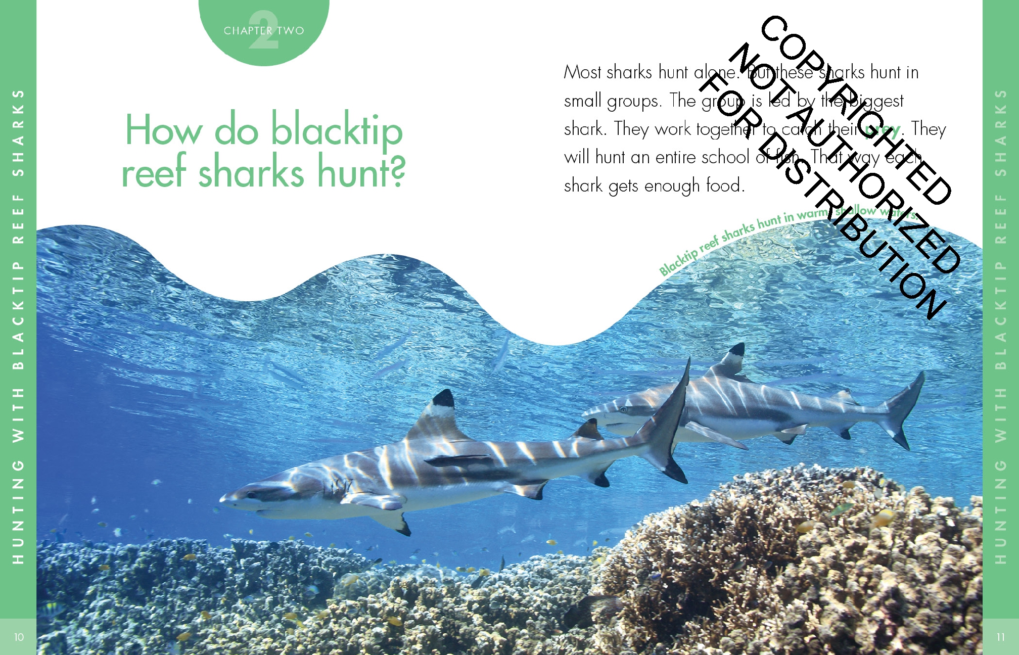 Curious about Blacktip Reef Sharks