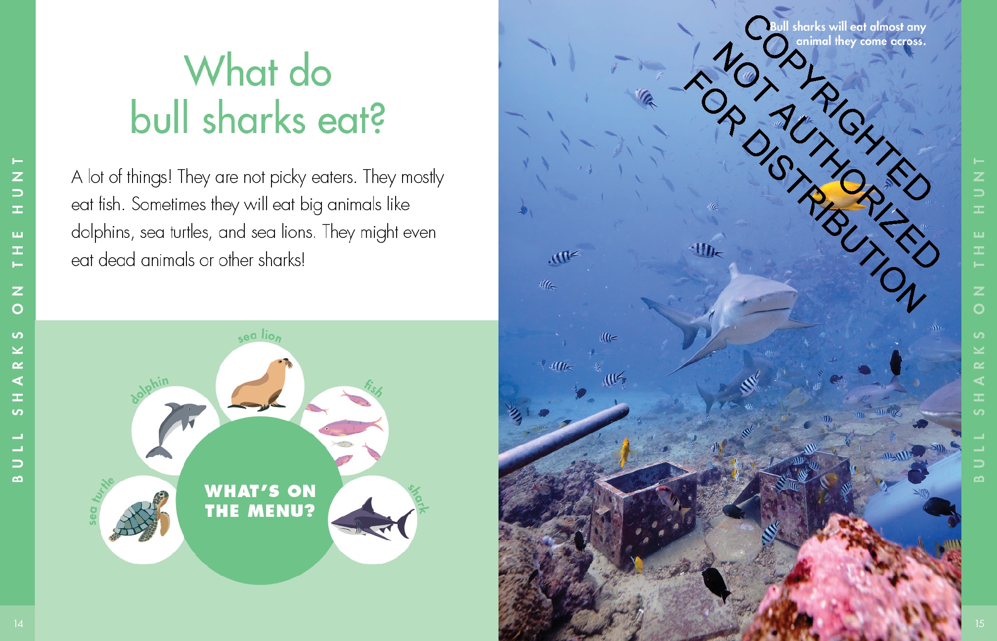 Curious about Bull Sharks