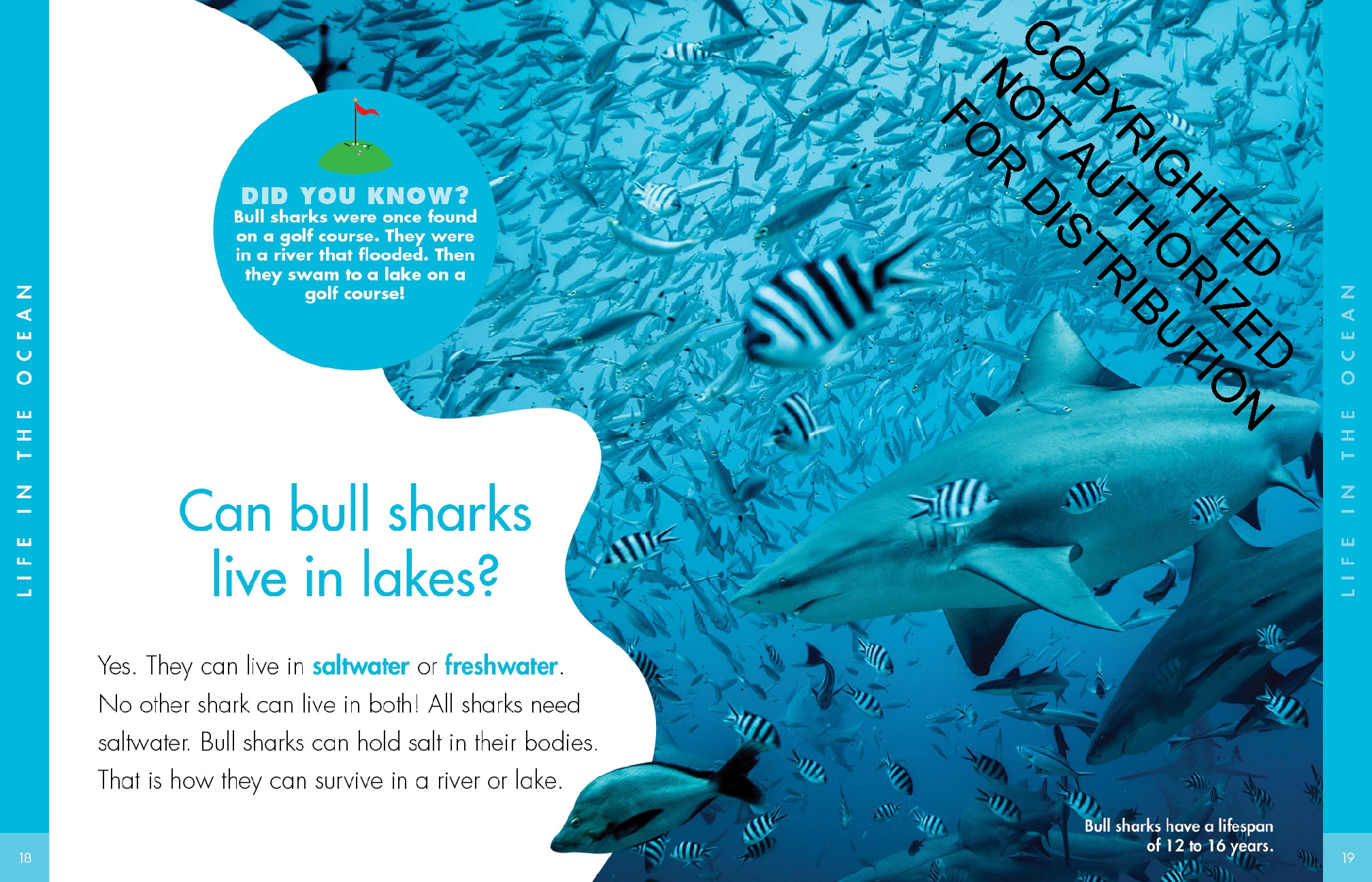 Curious about Bull Sharks