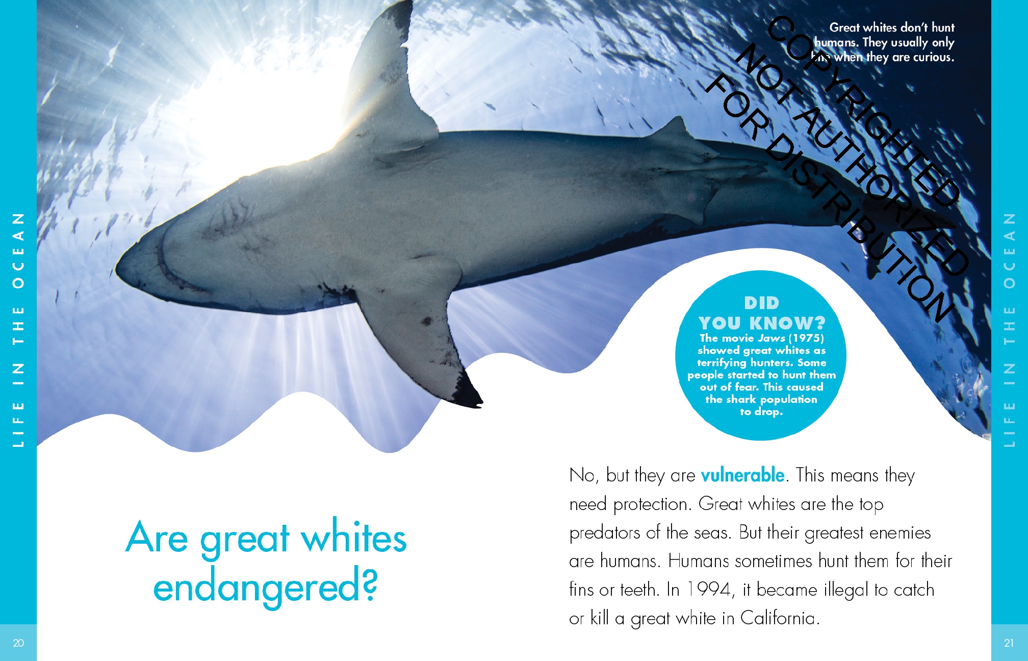 Curious about Great White Sharks