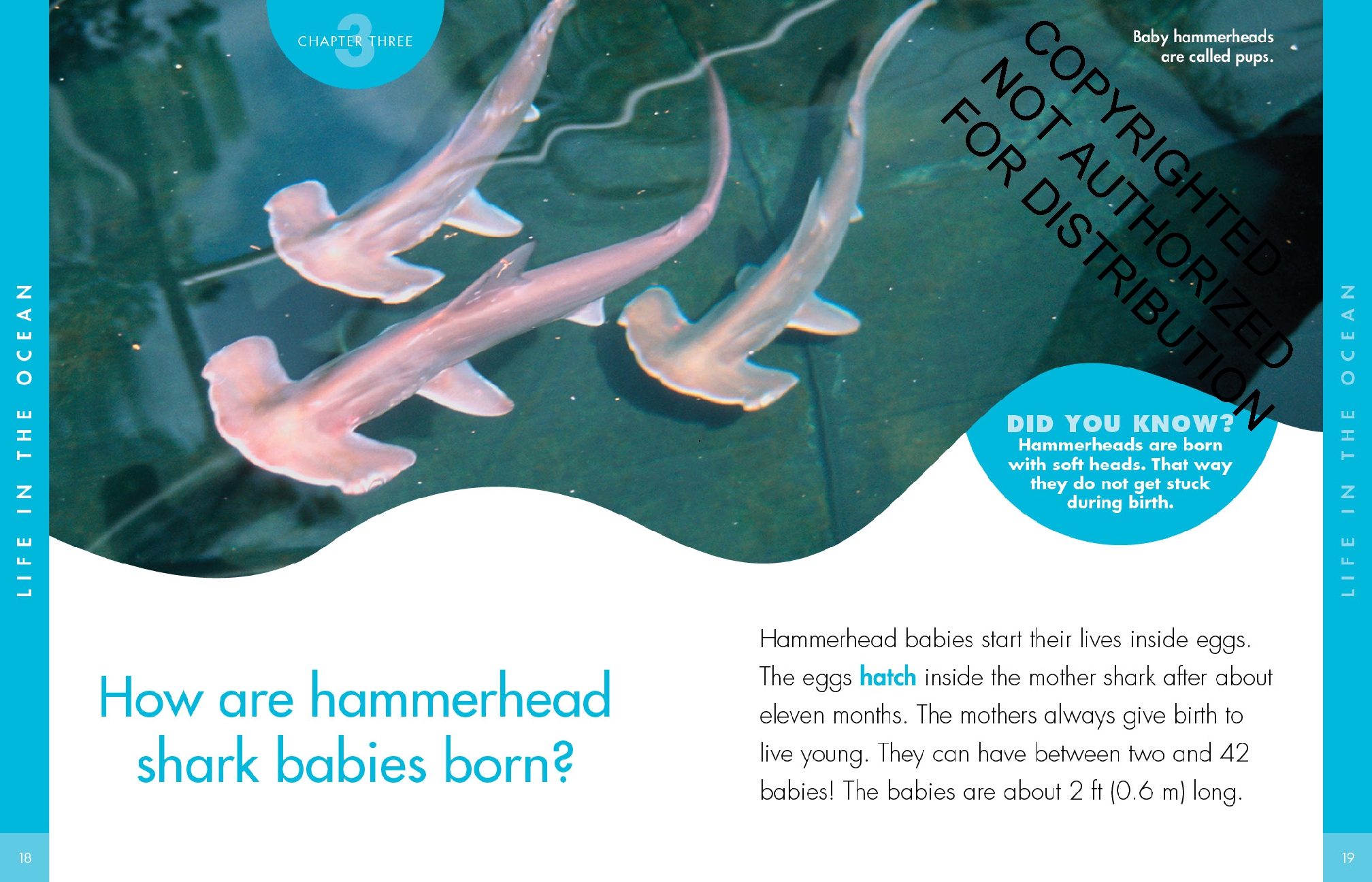 Curious about Hammerhead Sharks