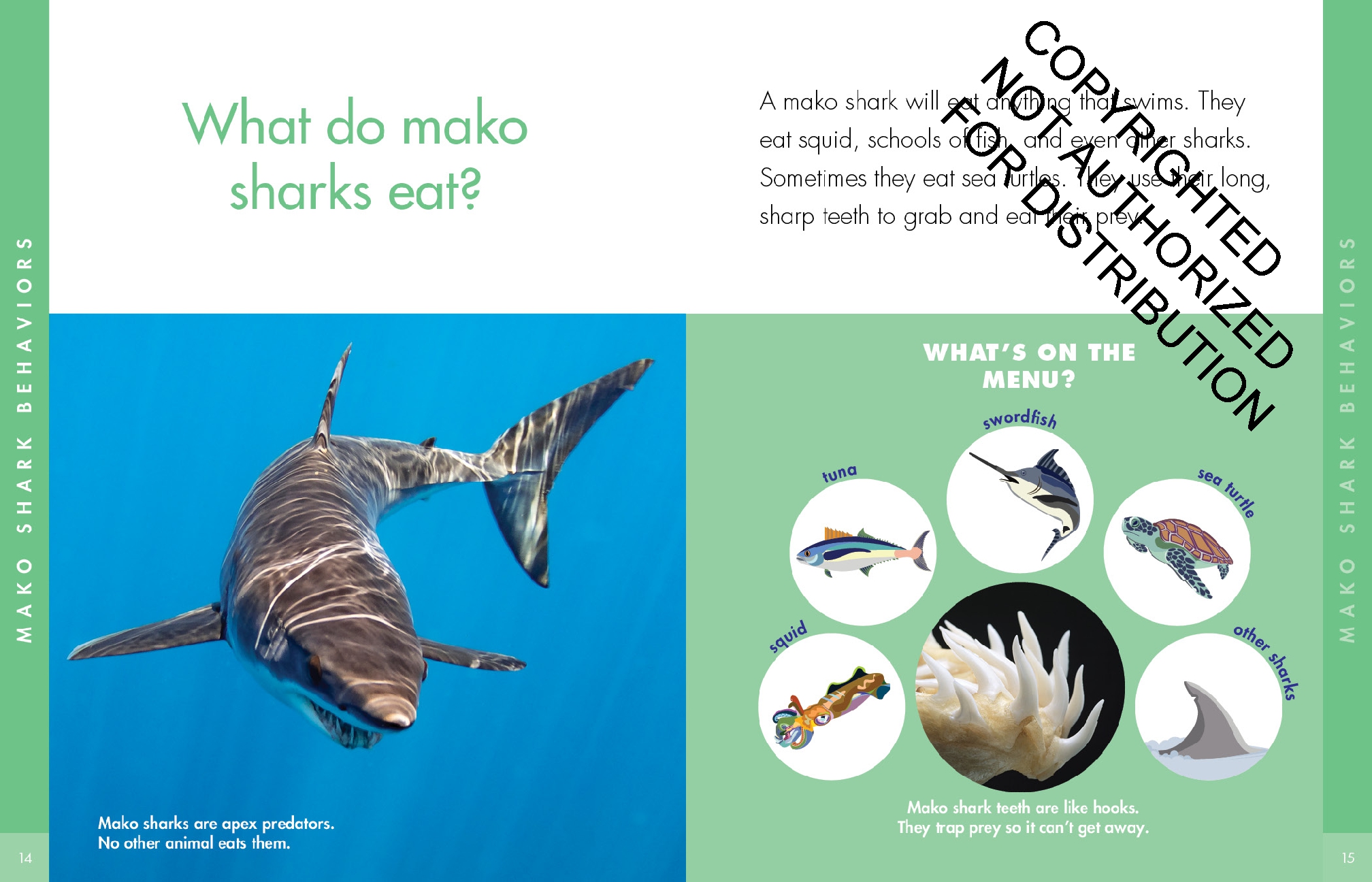 Curious about Mako Sharks