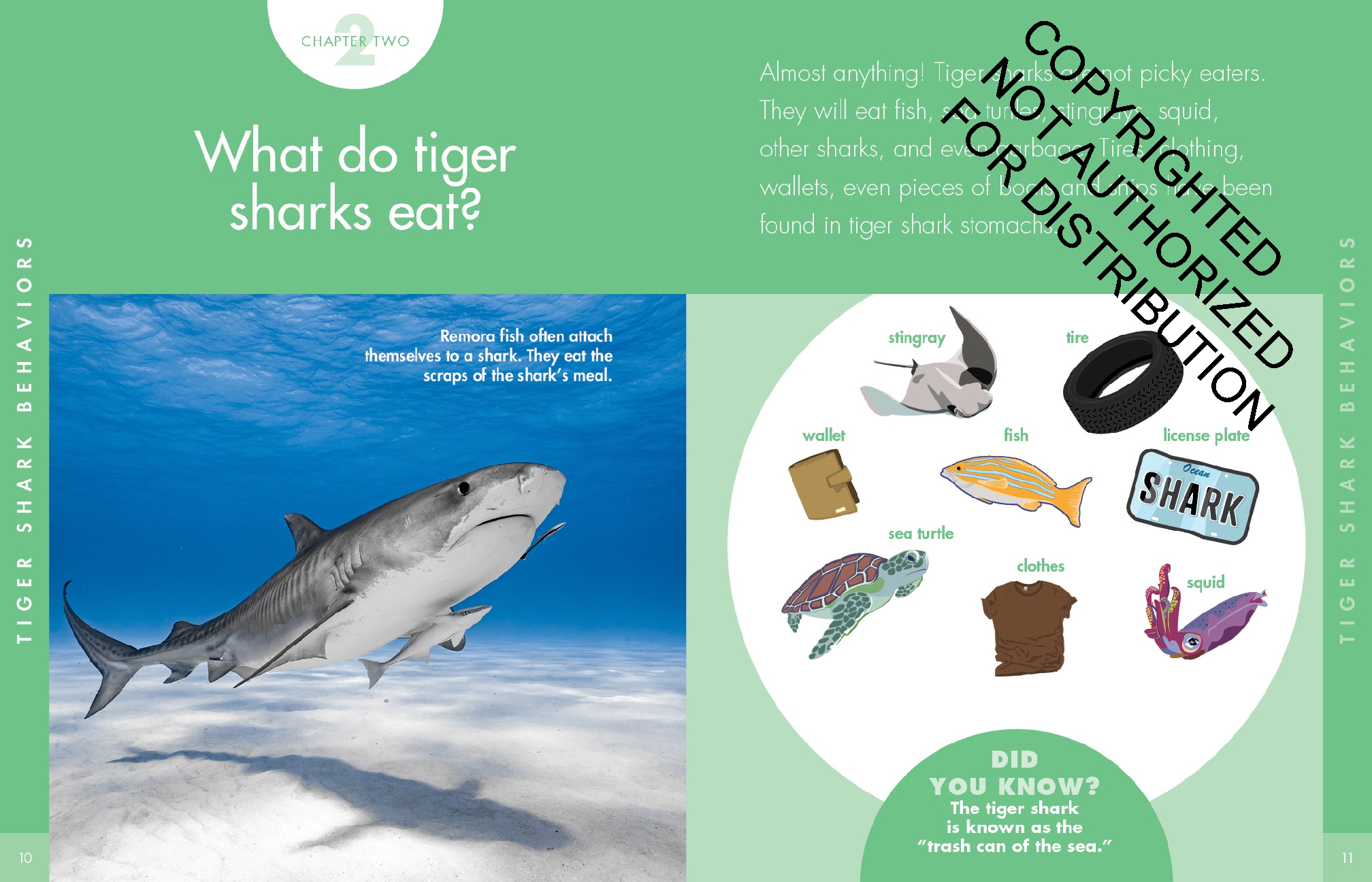 Curious about Tiger Sharks