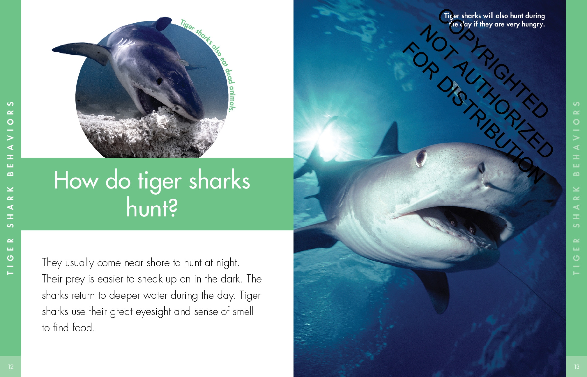 Curious about Tiger Sharks