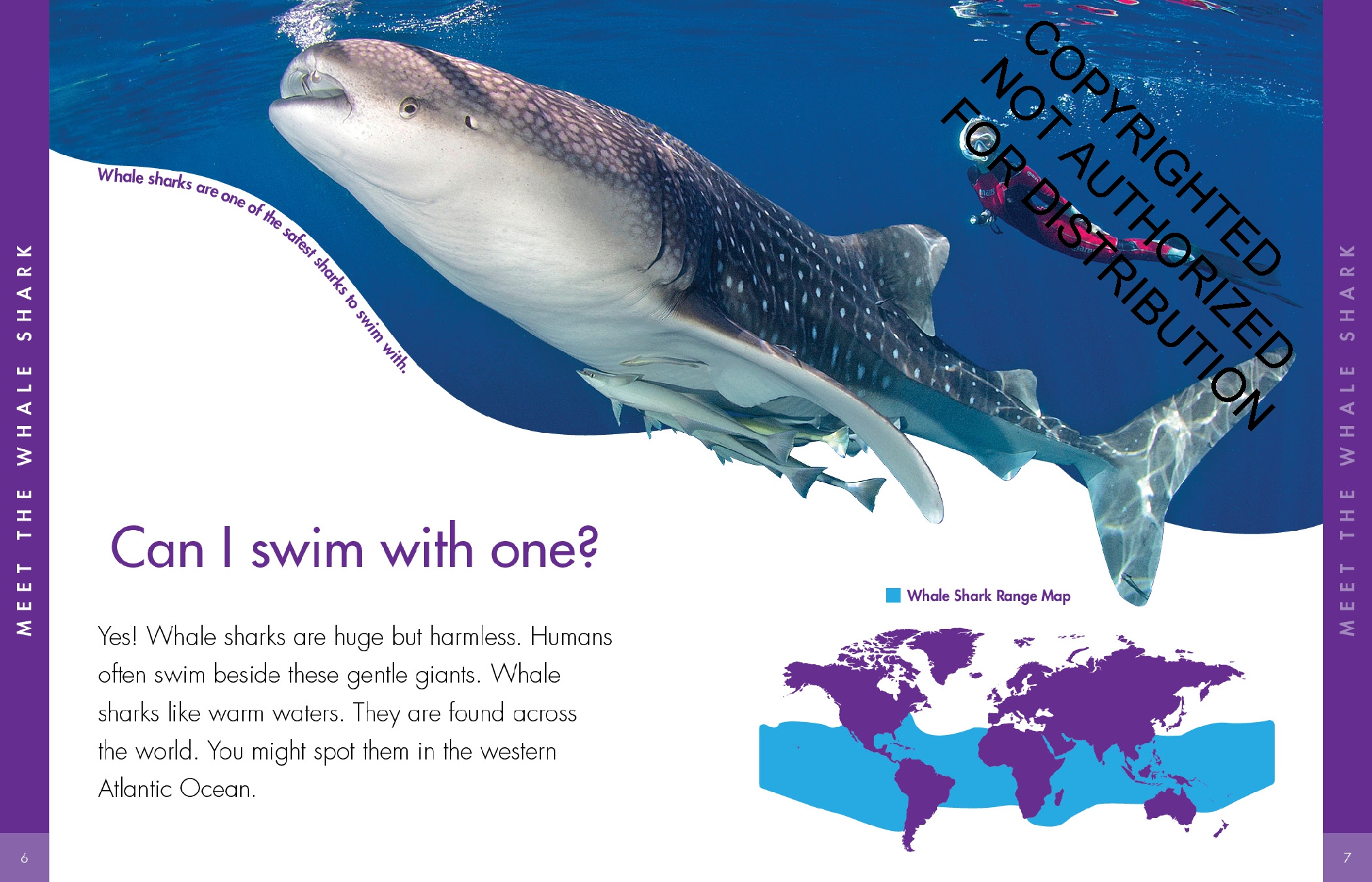 Curious about Whale Sharks