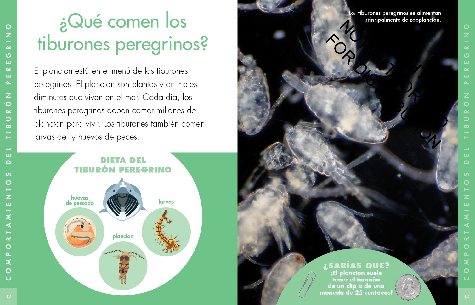 Curiosidad por los tiburones peregrinos