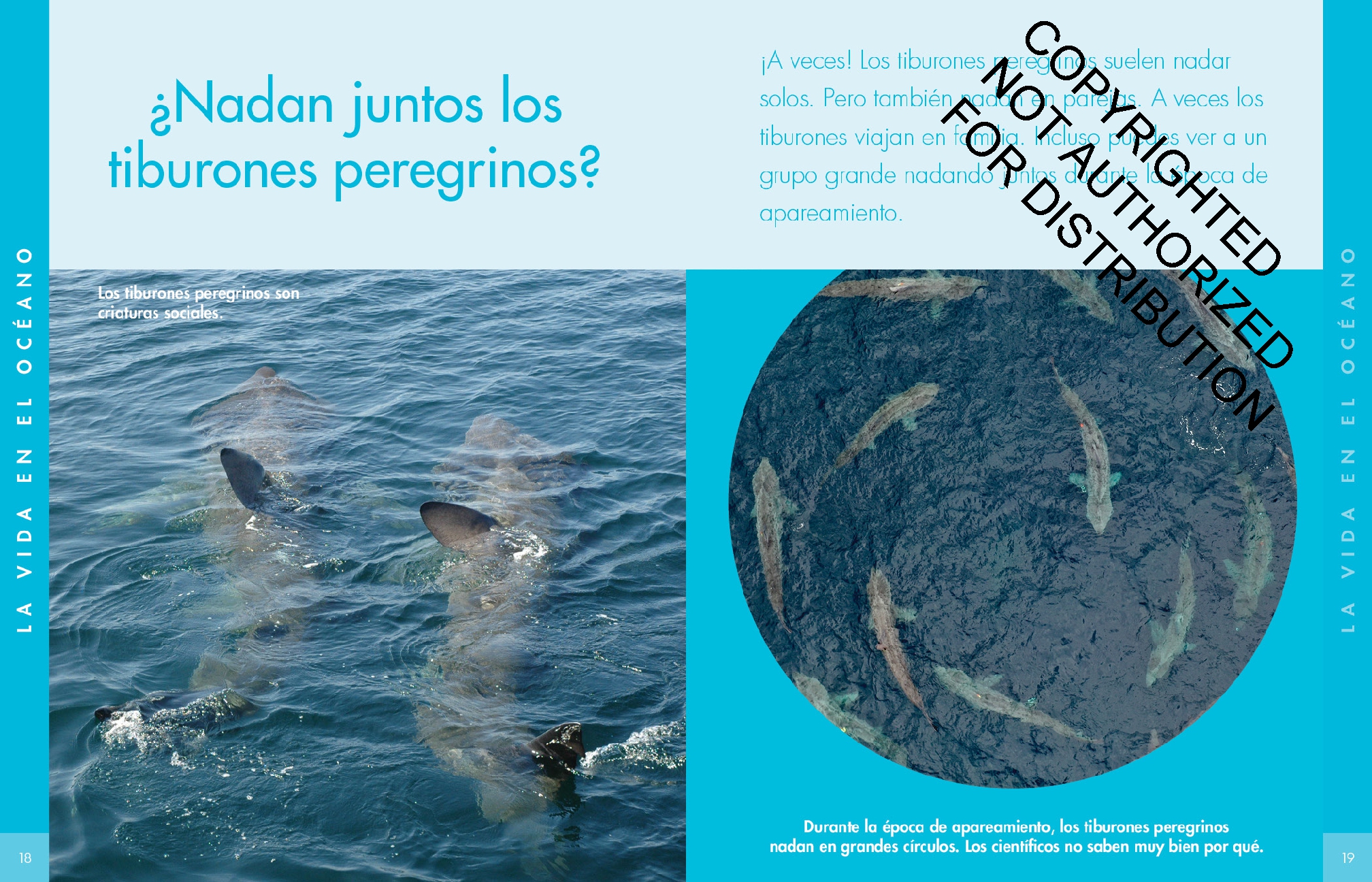 Curiosidad por los tiburones peregrinos