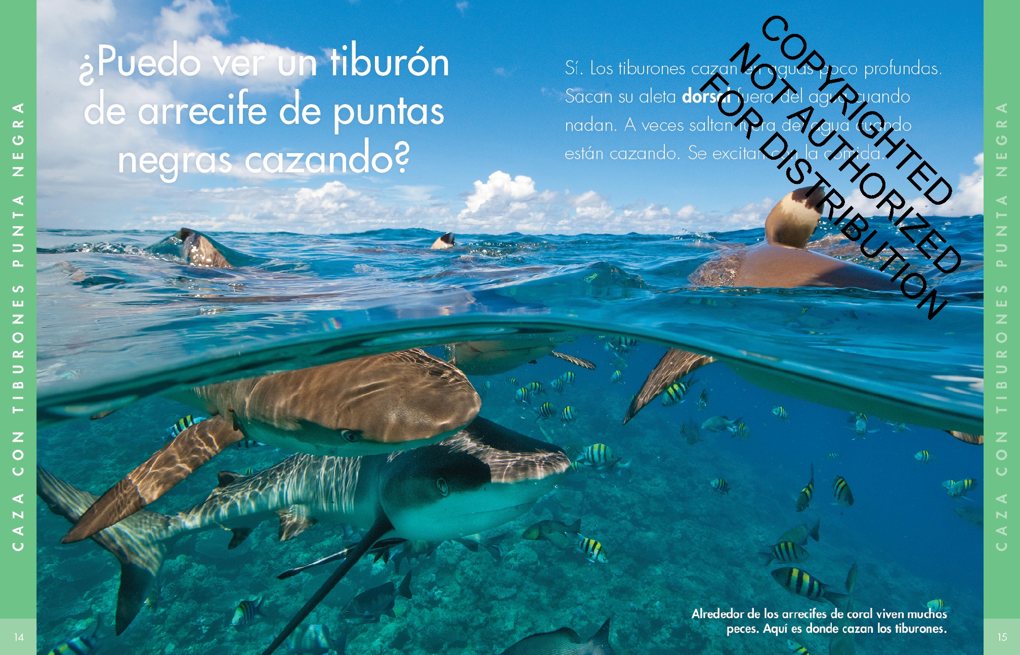 Curiosidad por los tiburones punta negra