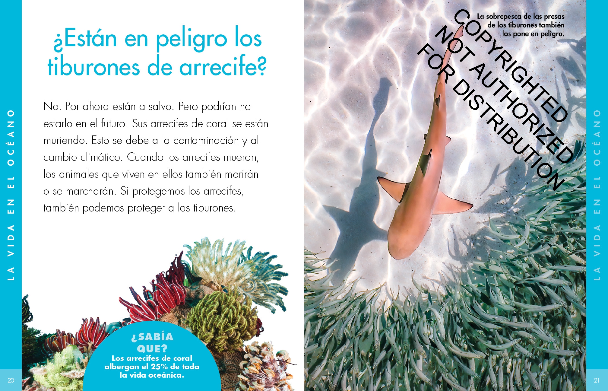 Curiosidad por los tiburones punta negra