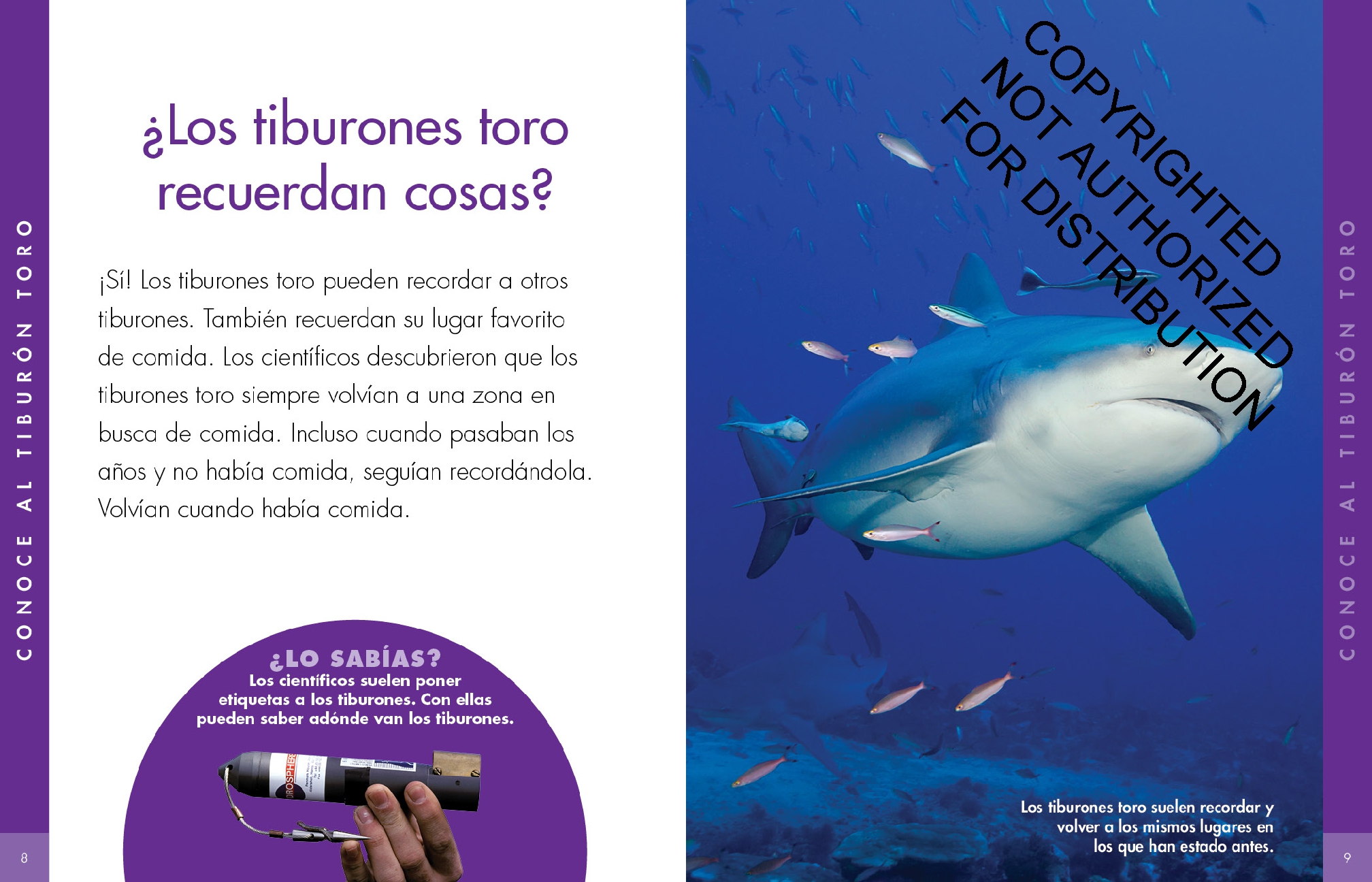 Curiosidad por los tiburones sarda