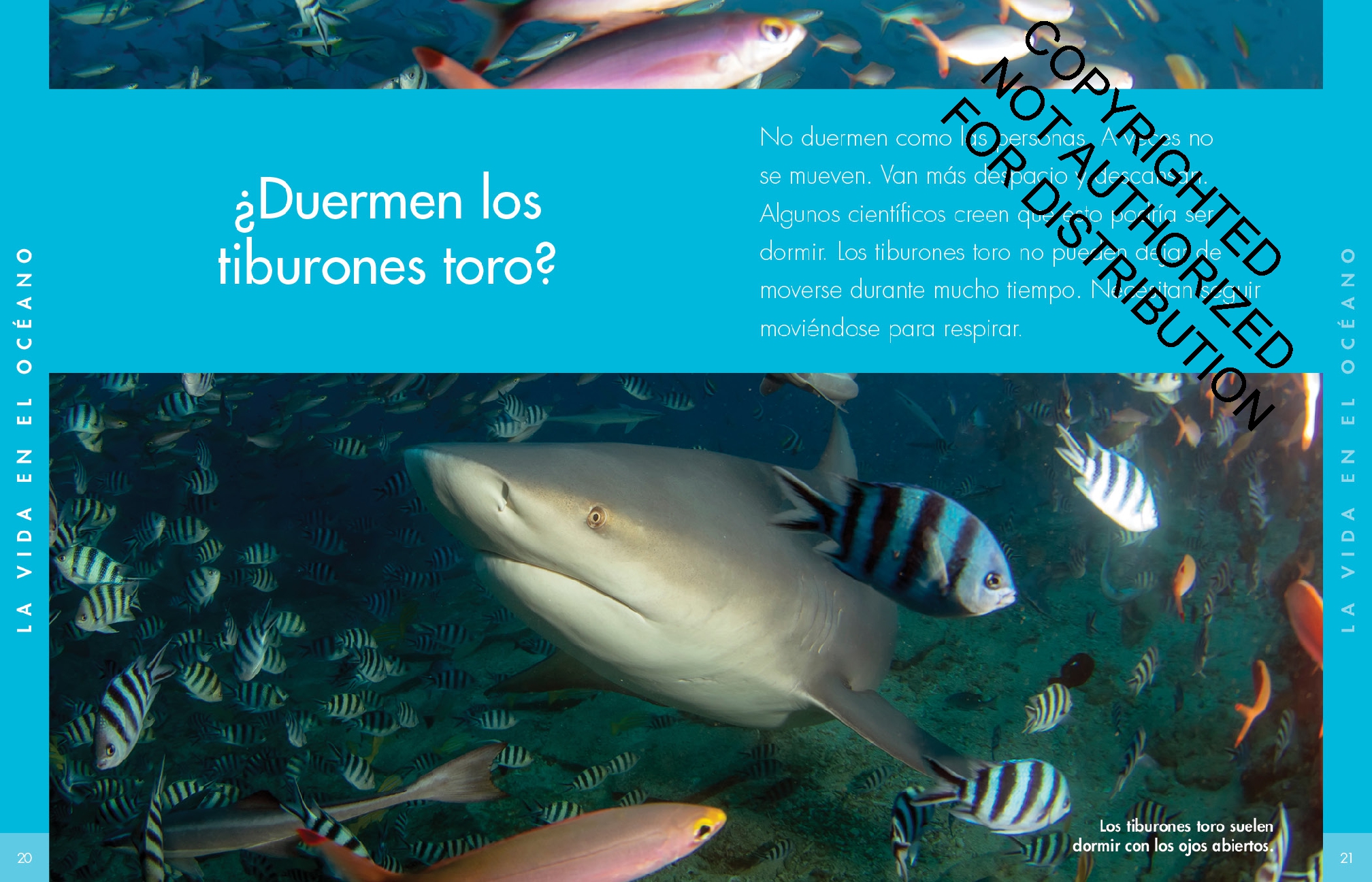 Curiosidad por los tiburones sarda