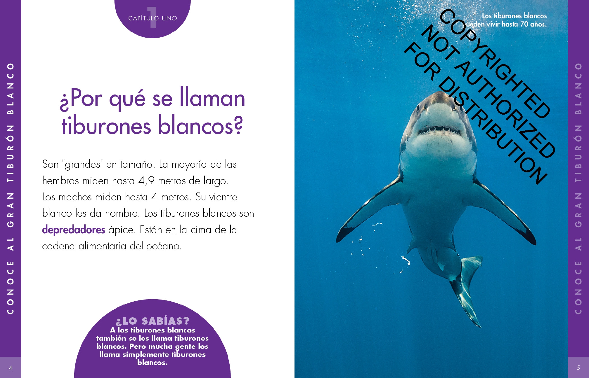 Curiosidad por los tiburones blancos