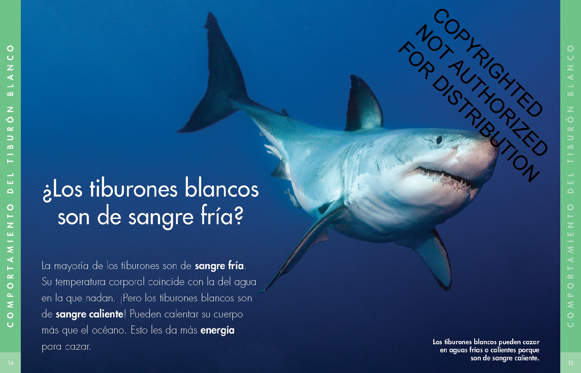Curiosidad por los tiburones blancos