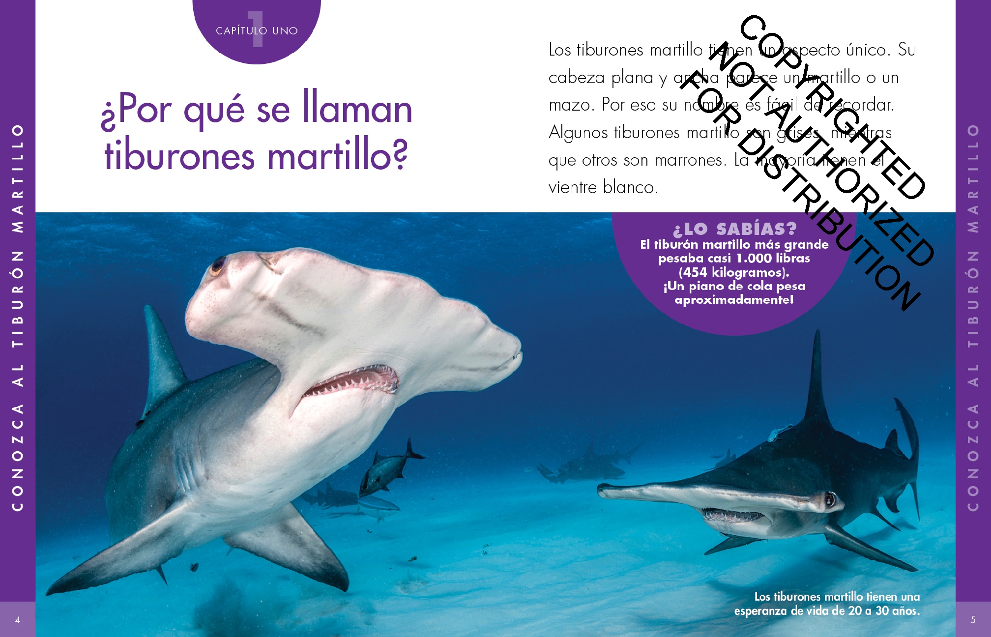 Curiosidad por los tiburones martillo