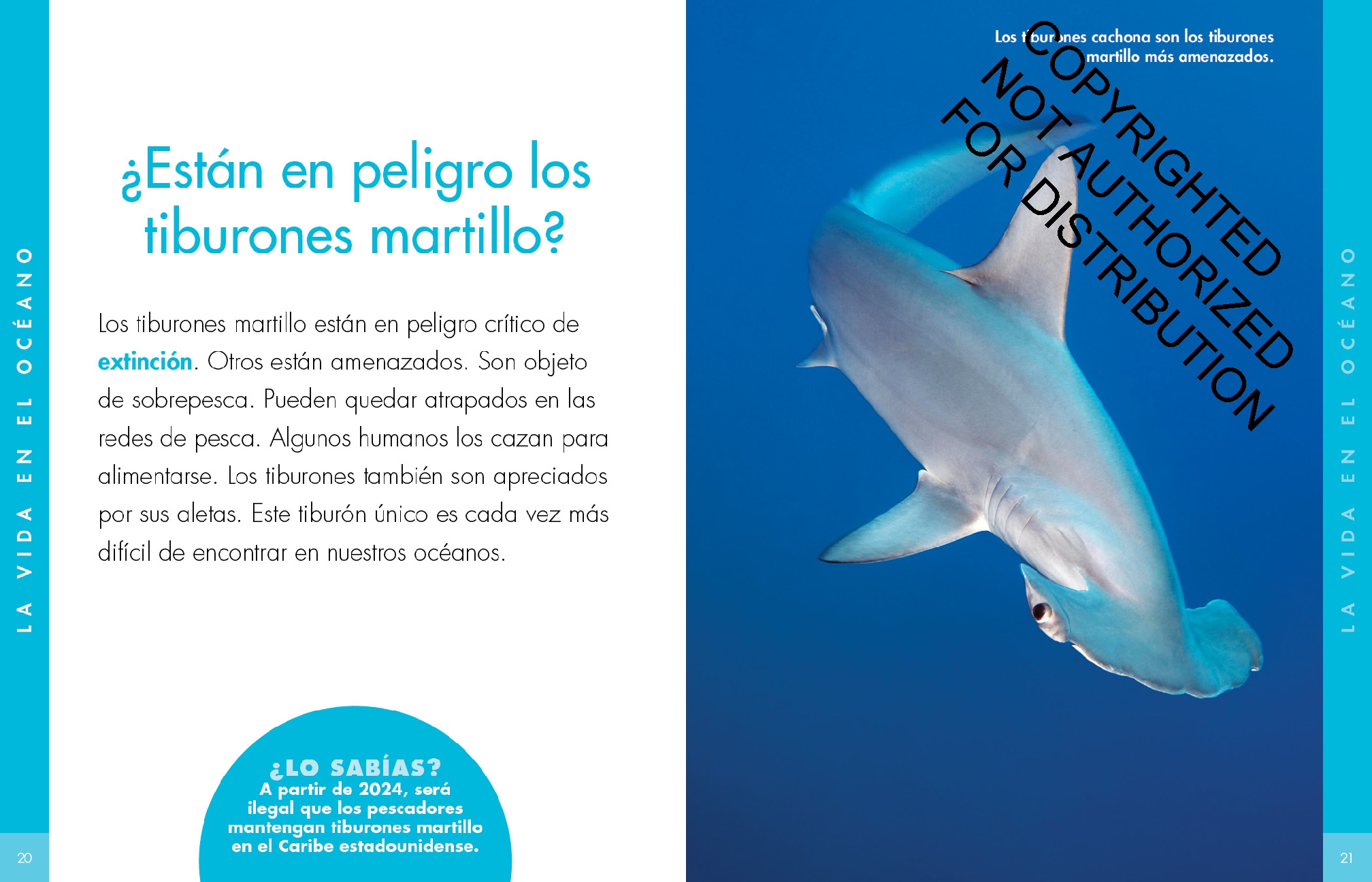 Curiosidad por los tiburones martillo