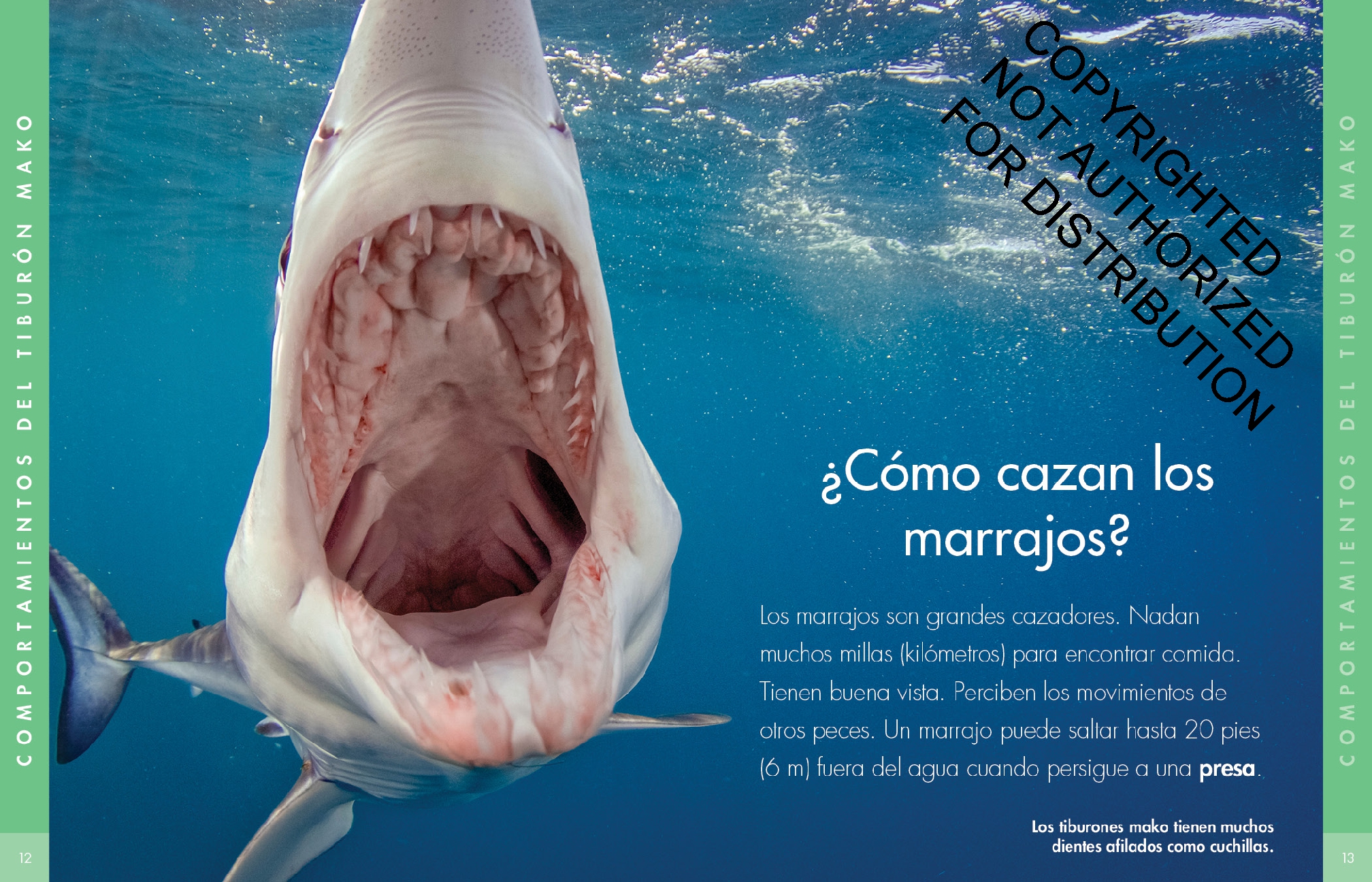 Curiosidad por los tiburones mako