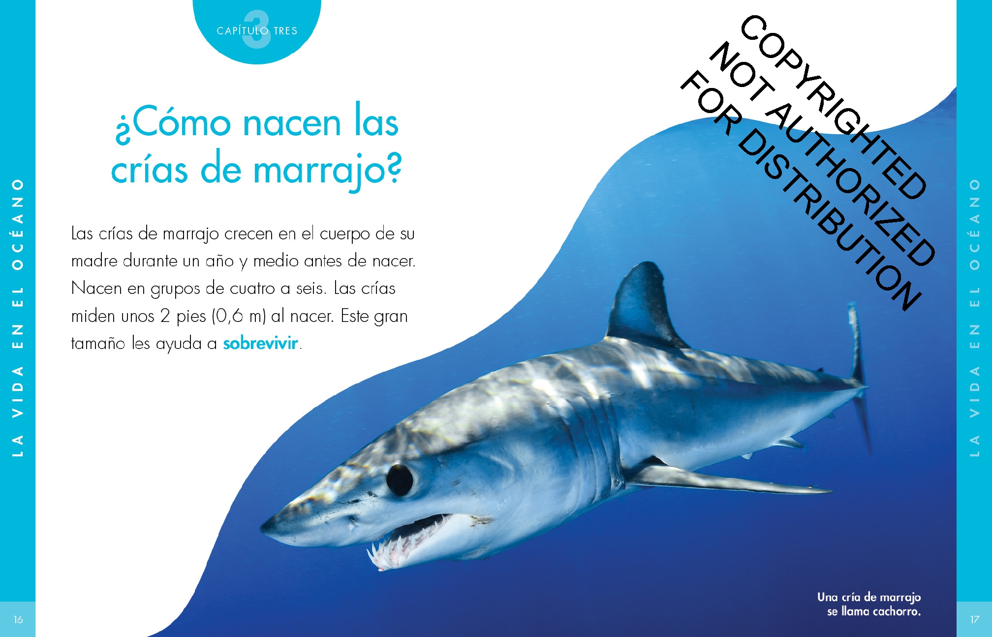 Curiosidad por los tiburones mako