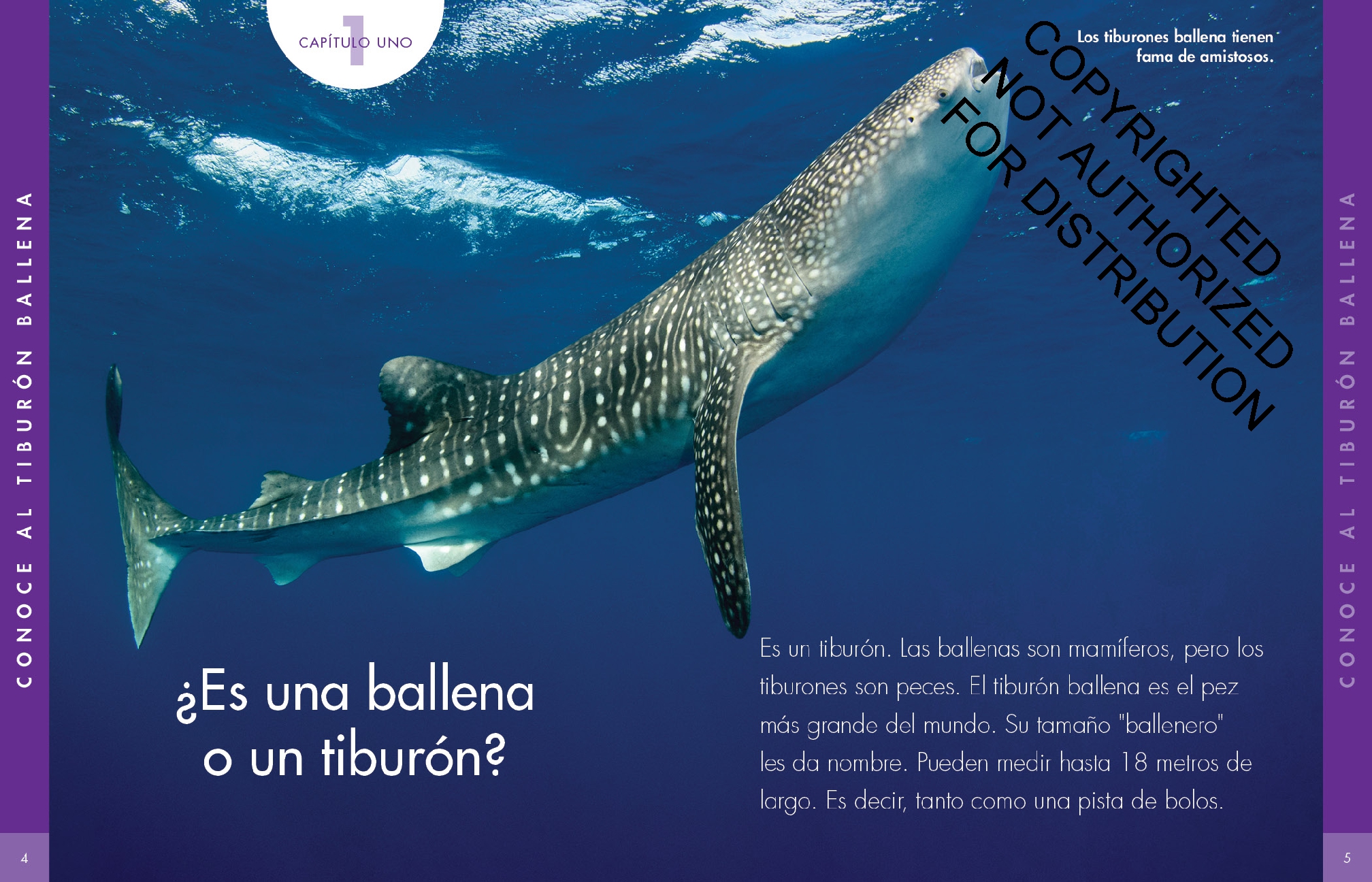 Curiosidad por los tiburones ballena