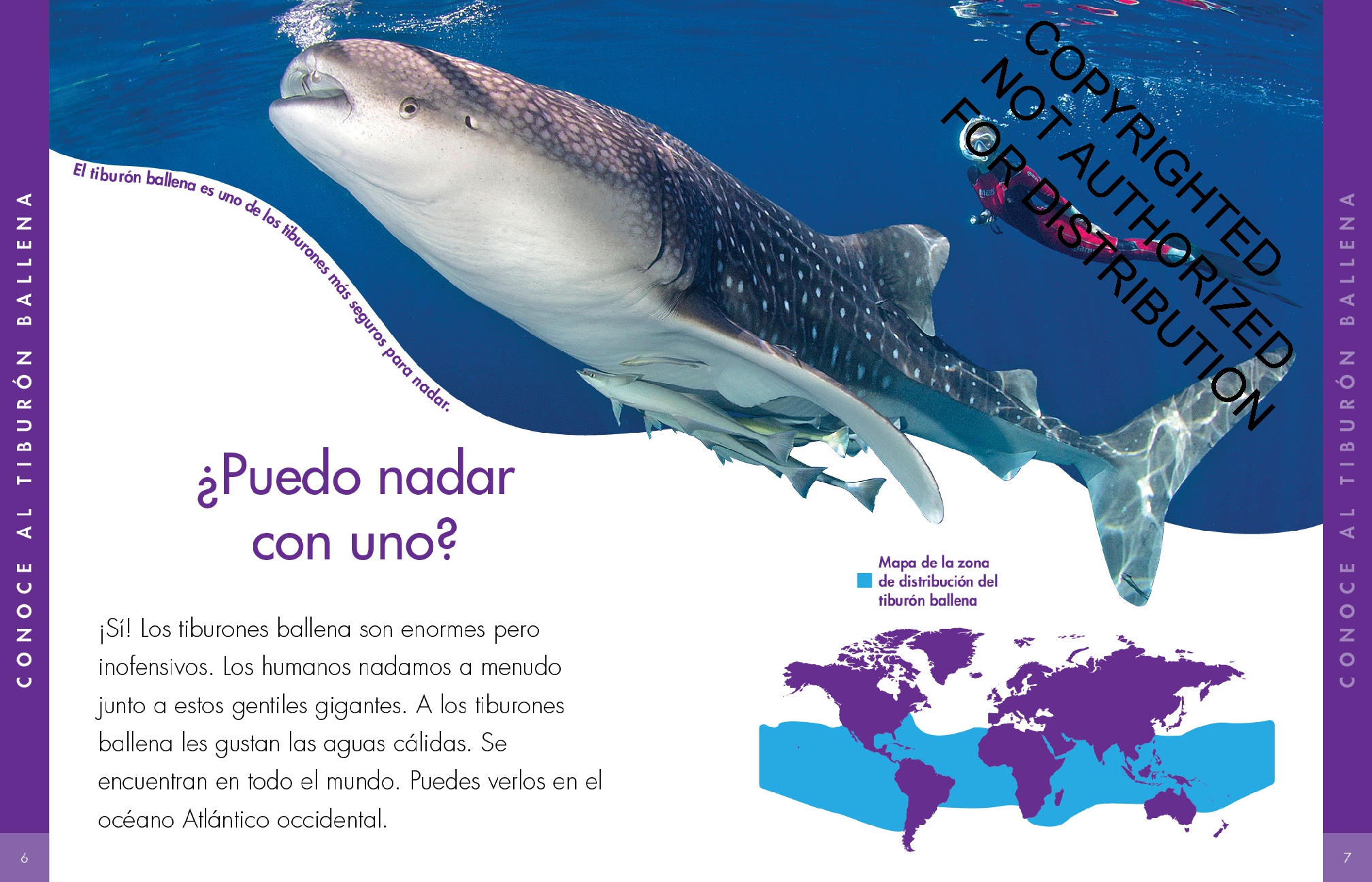 Curiosidad por los tiburones ballena