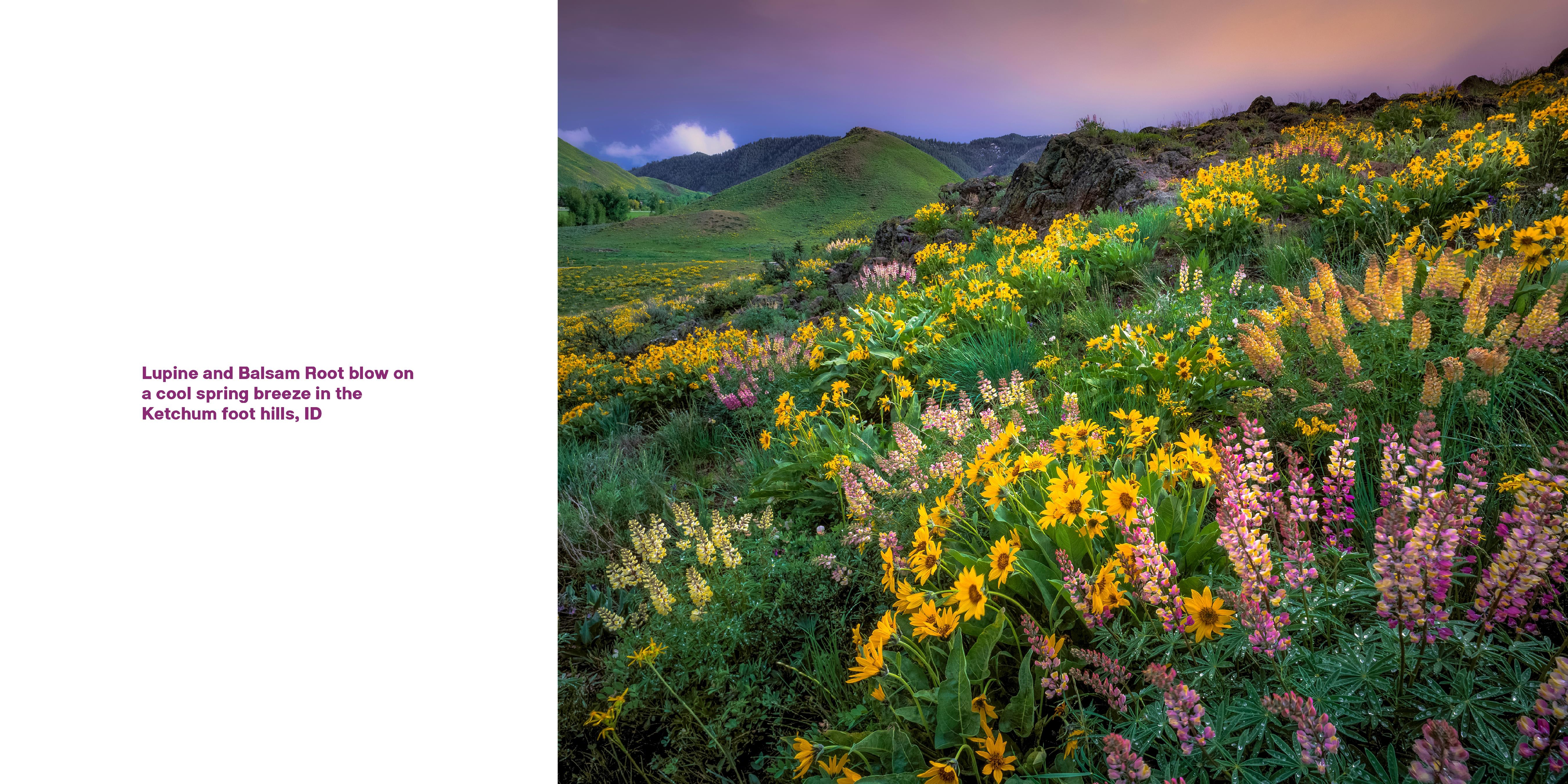 Superbloom