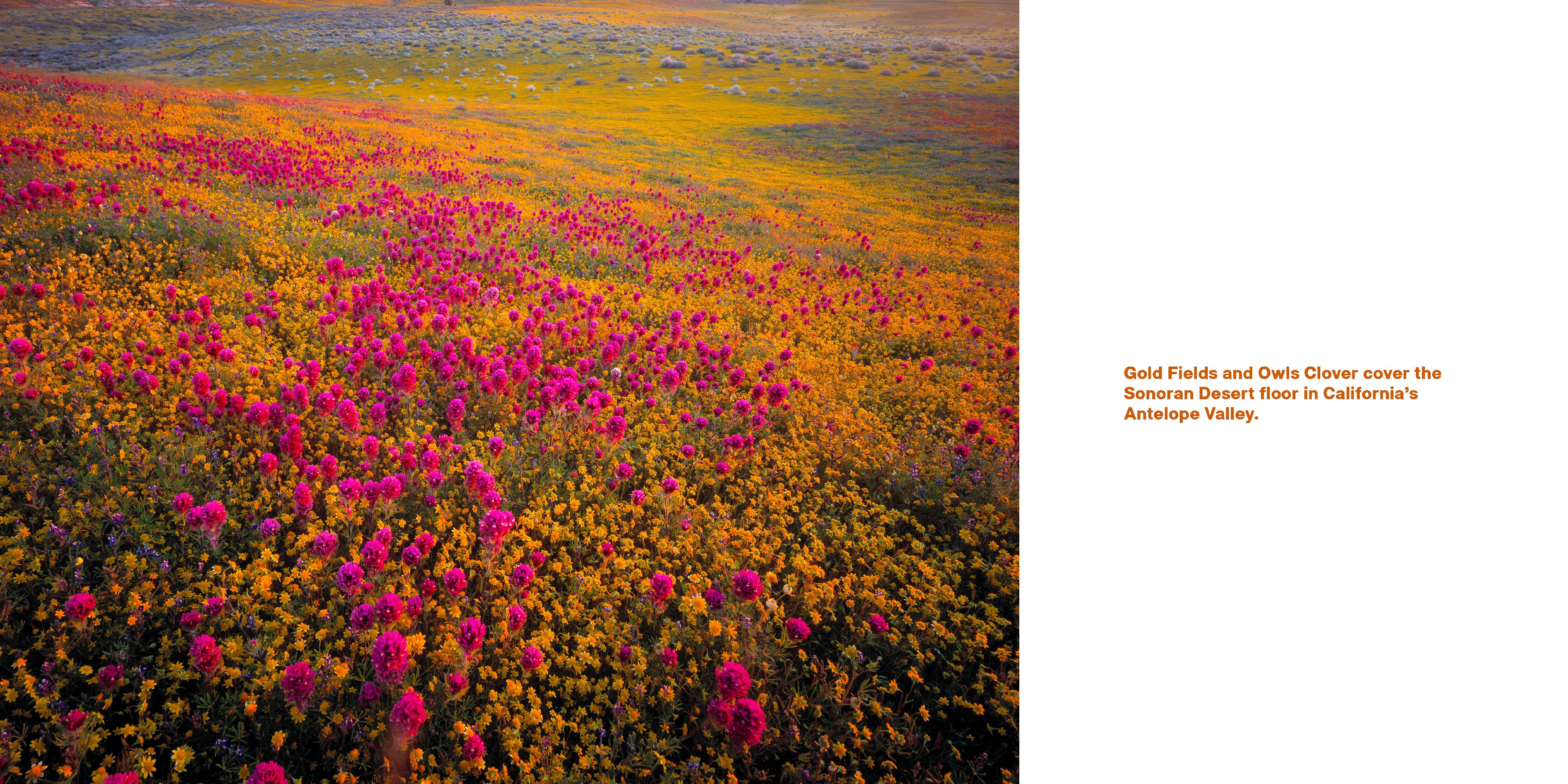 Superbloom
