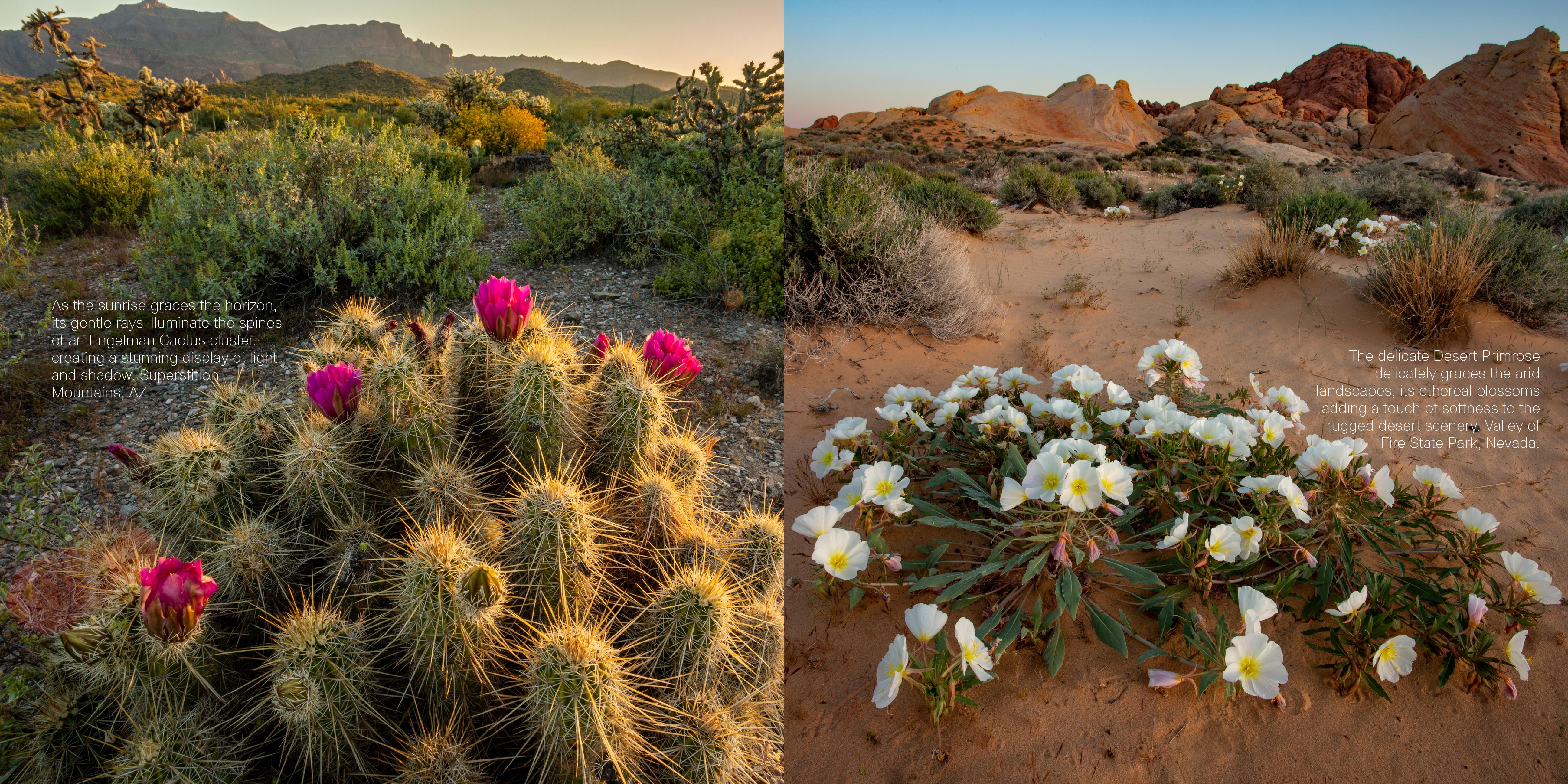 Superbloom