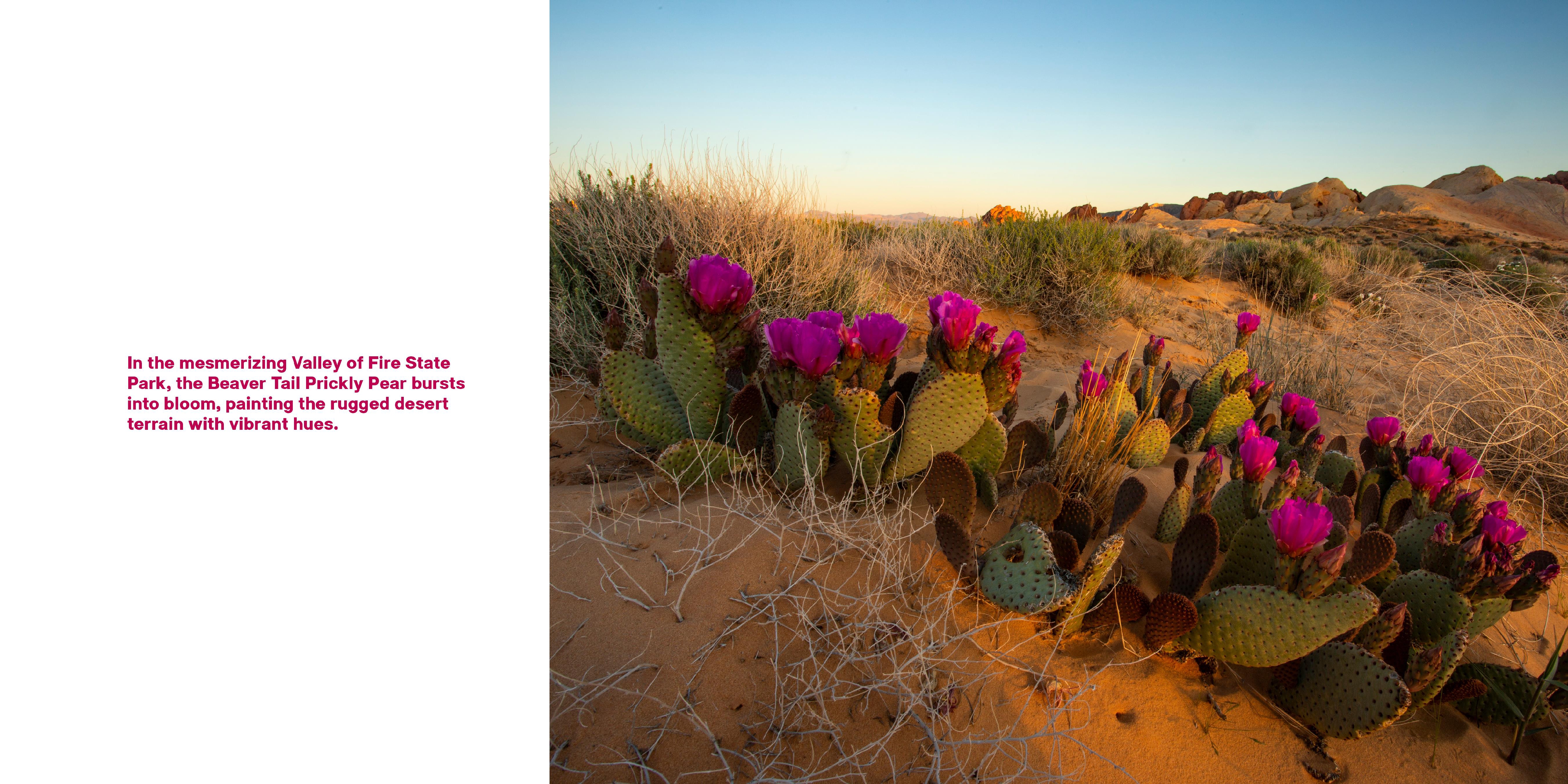 Superbloom