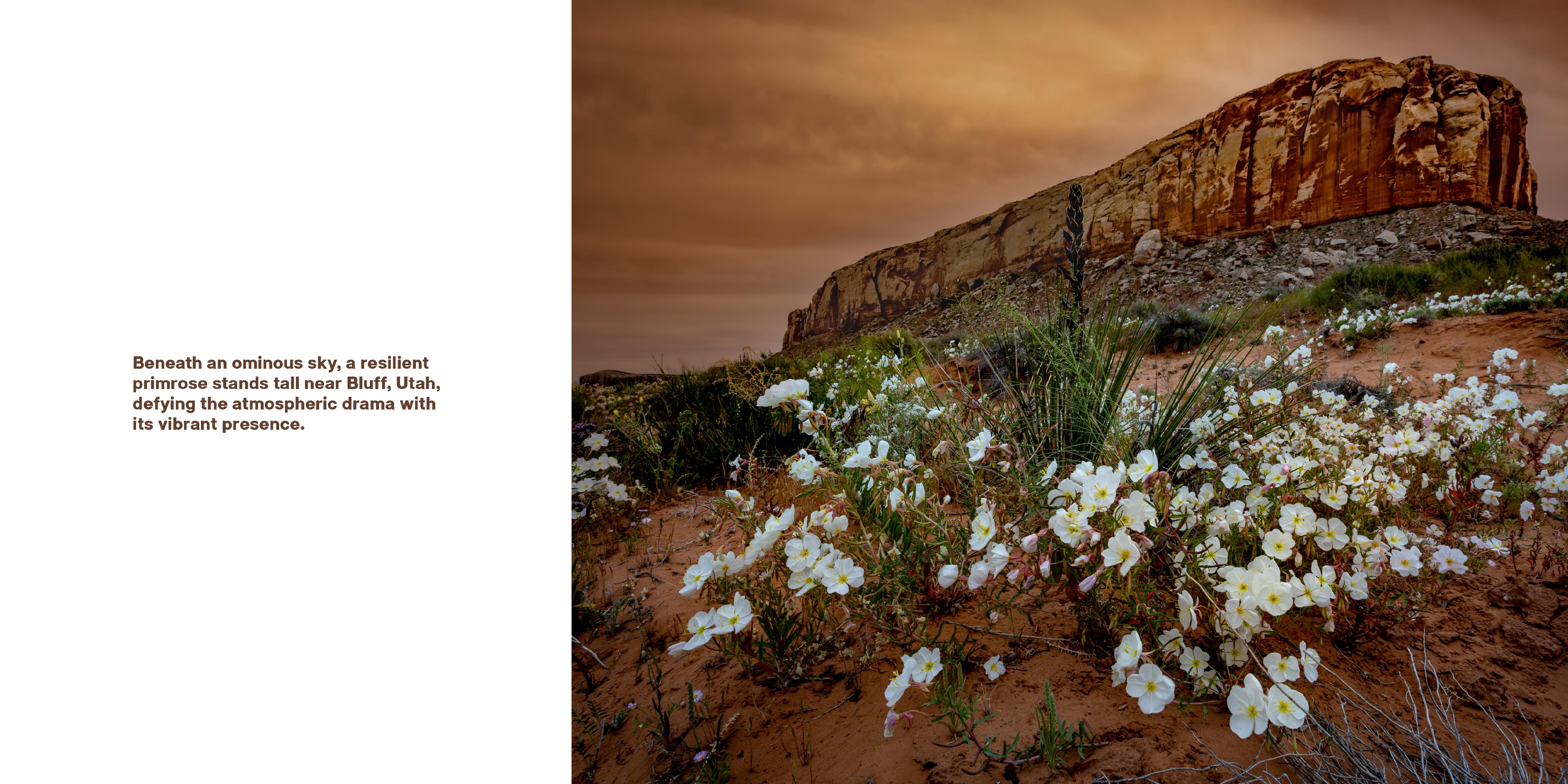 Superbloom
